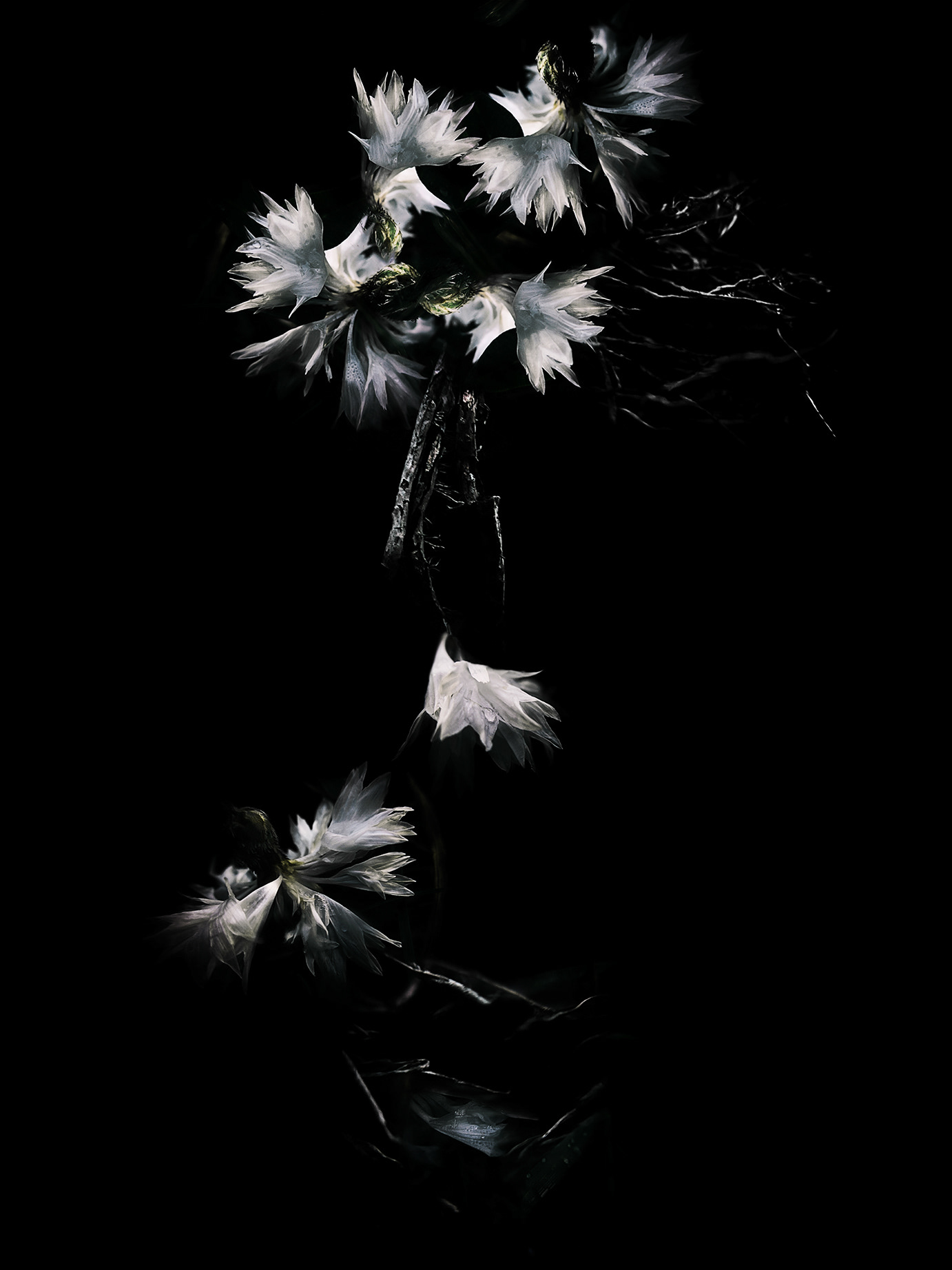 Intimacy series - Digital photography by Rita Margono