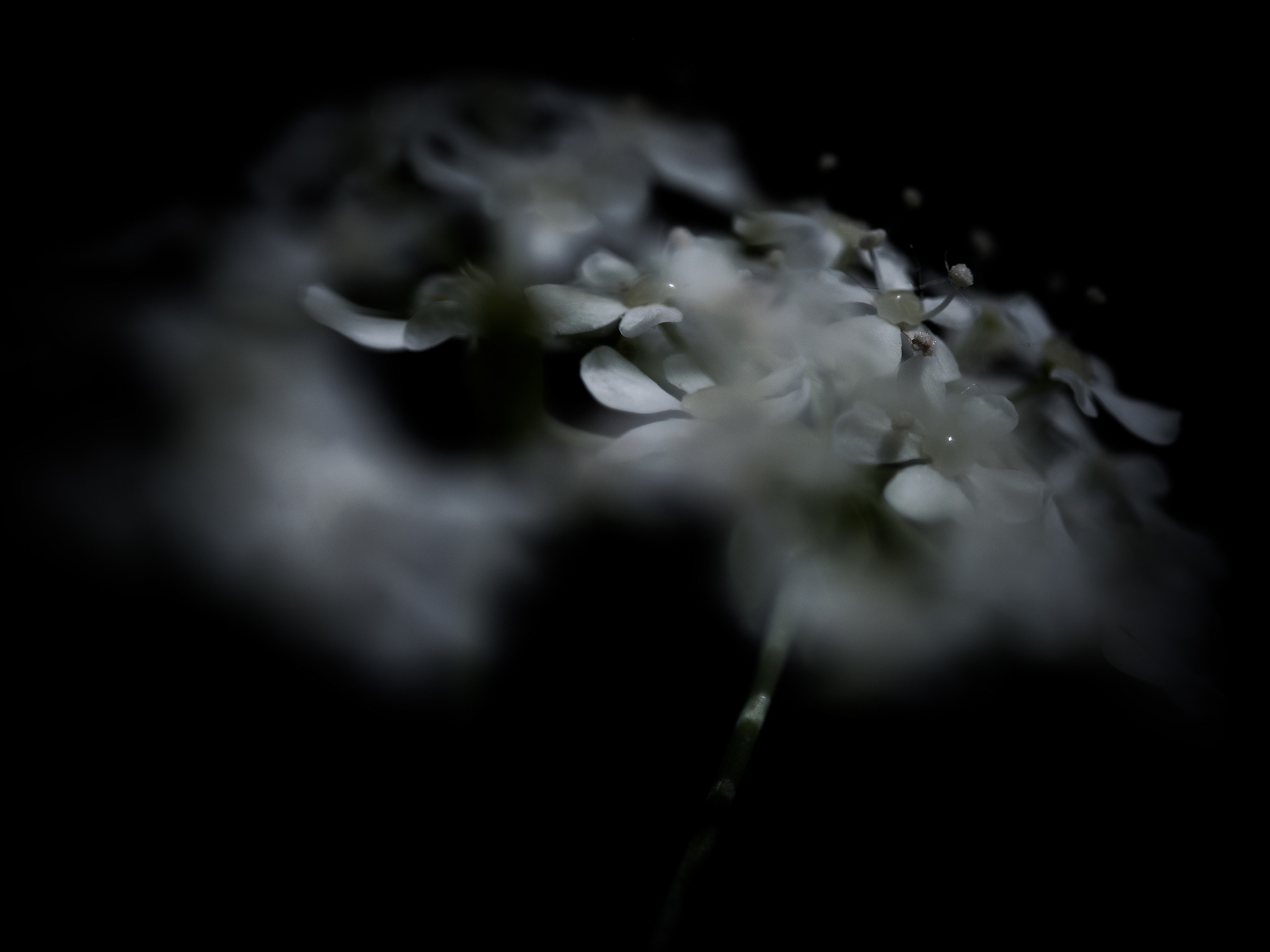 Intimacy series - Digital photography by Rita Margono