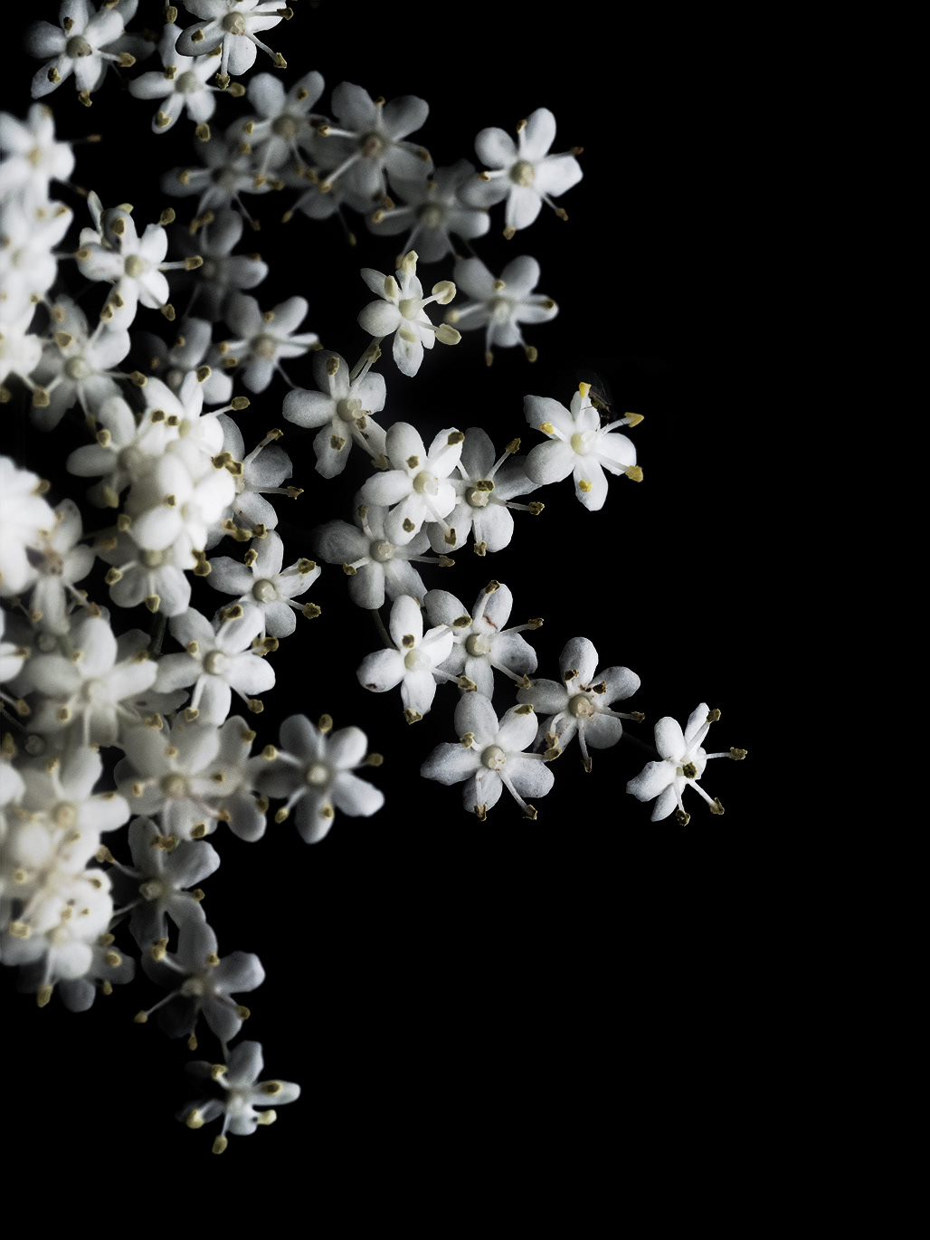 Intimacy series - Digital photography by Rita Margono