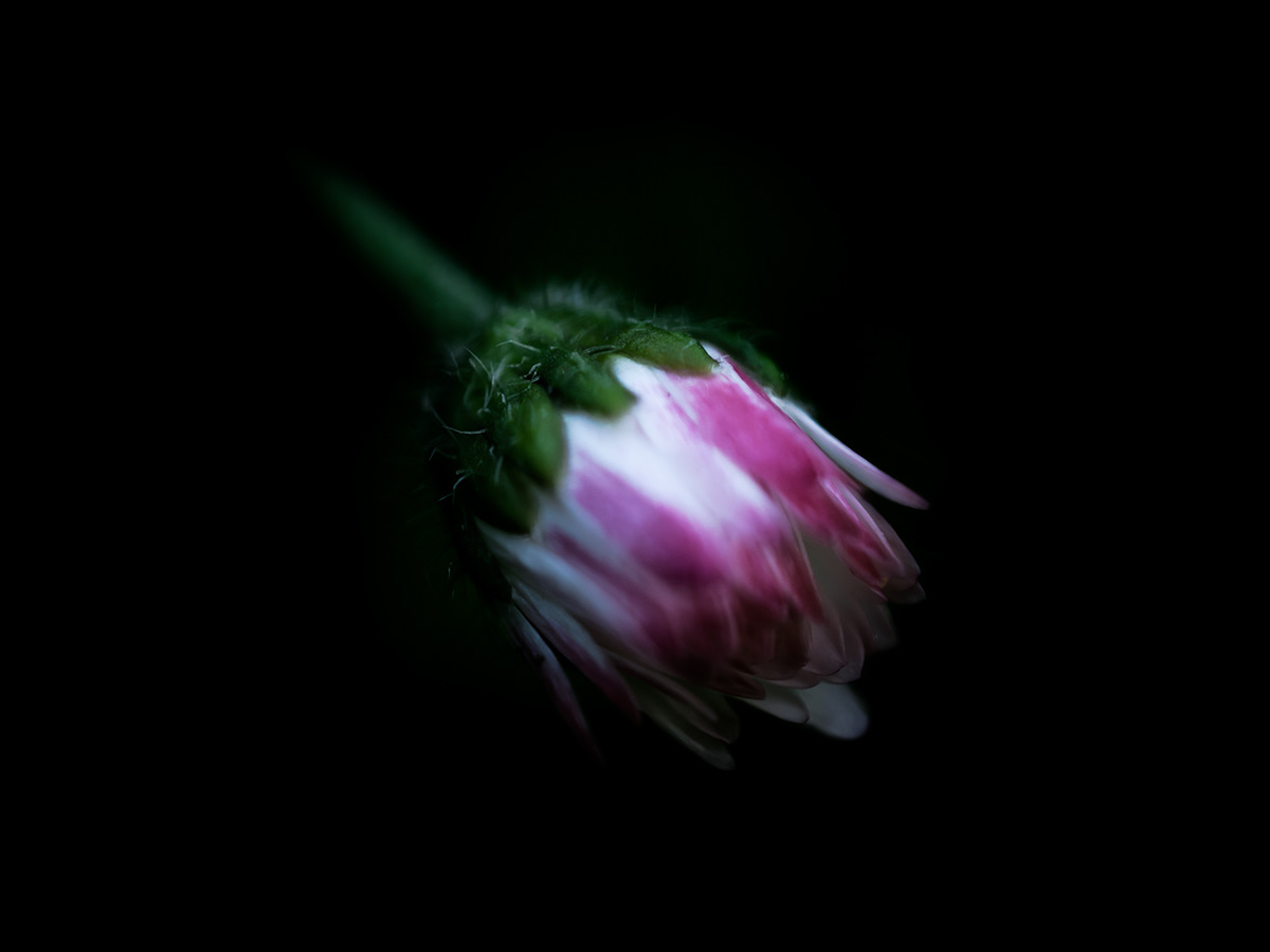 Intimacy series - Digital photography by Rita Margono