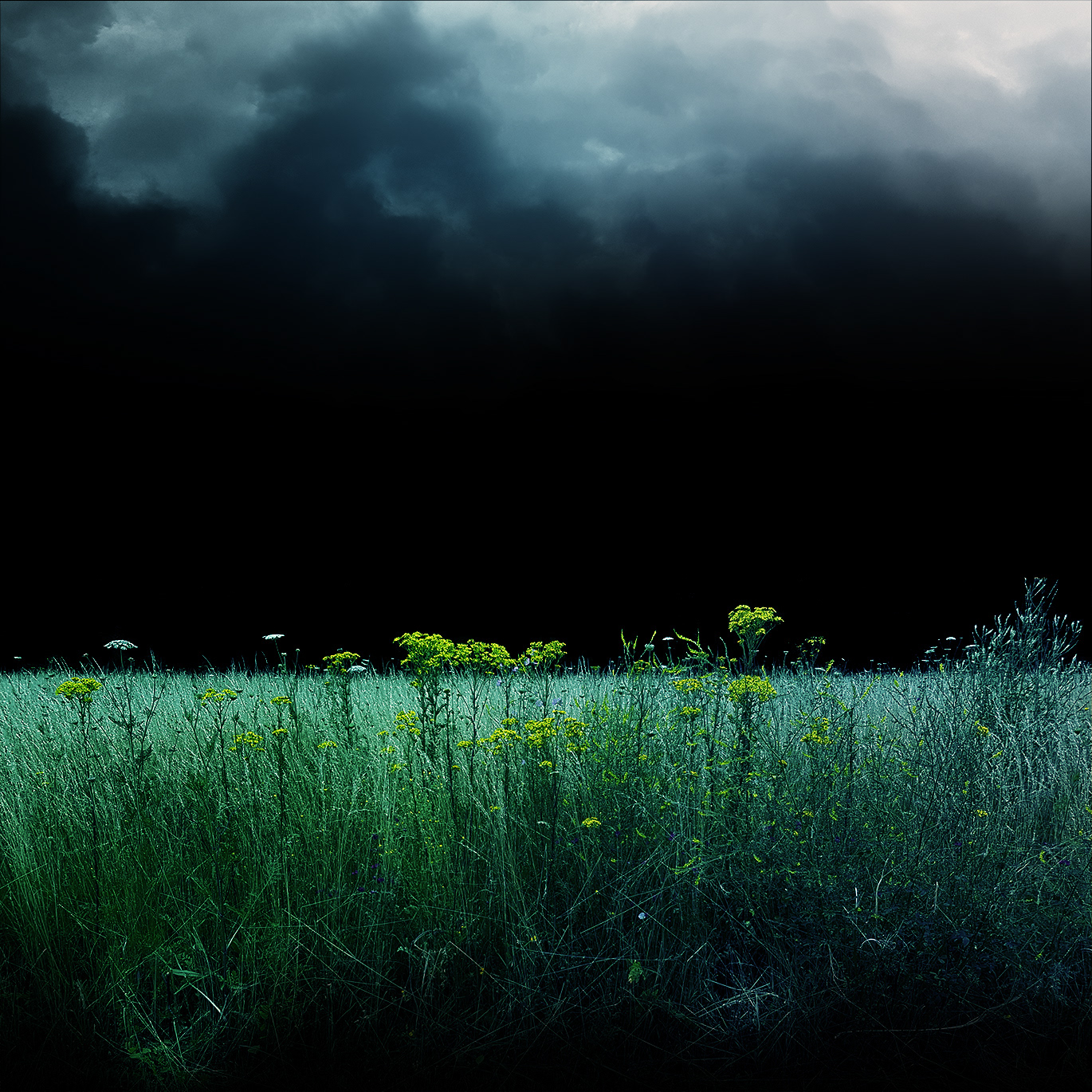 Green Field series - Digital photography by Rita Margono