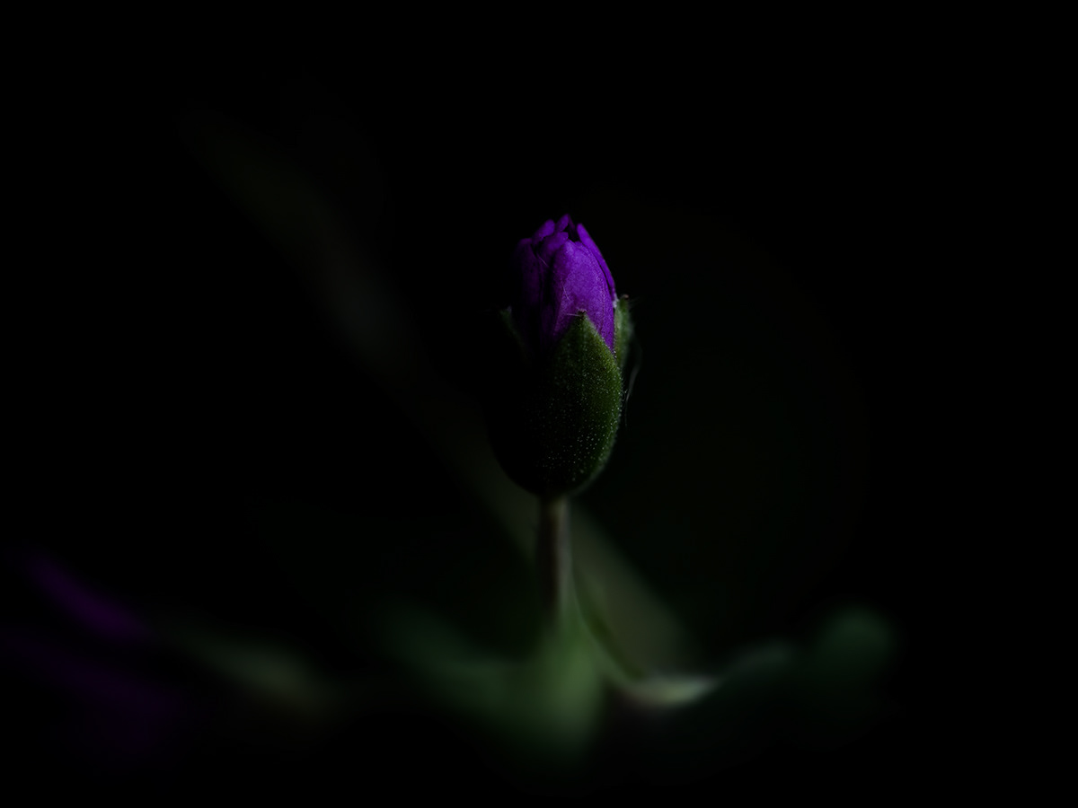Intimacy series - Digital photography by Rita Margono