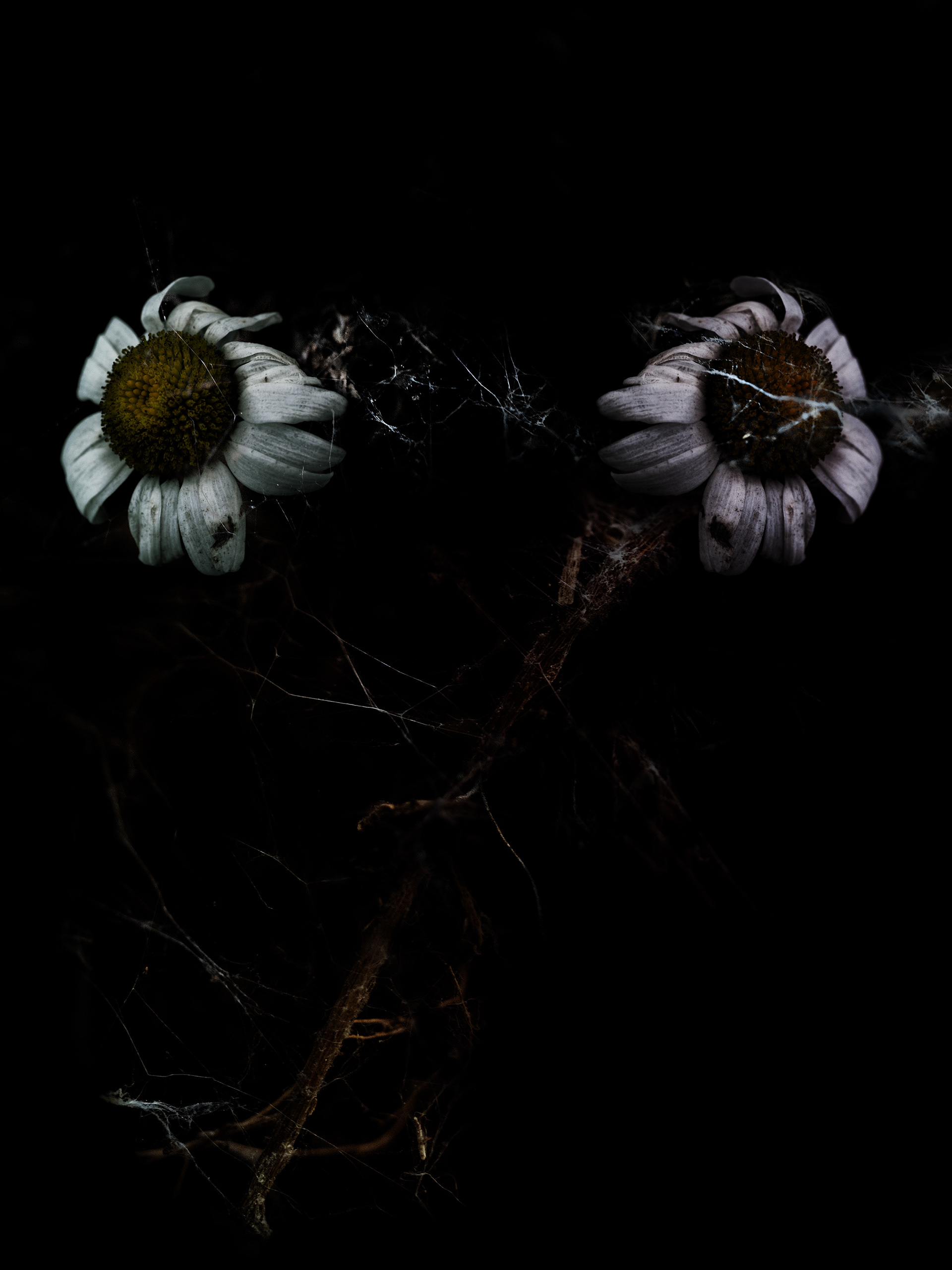 Intimacy series - Digital photography by Rita Margono