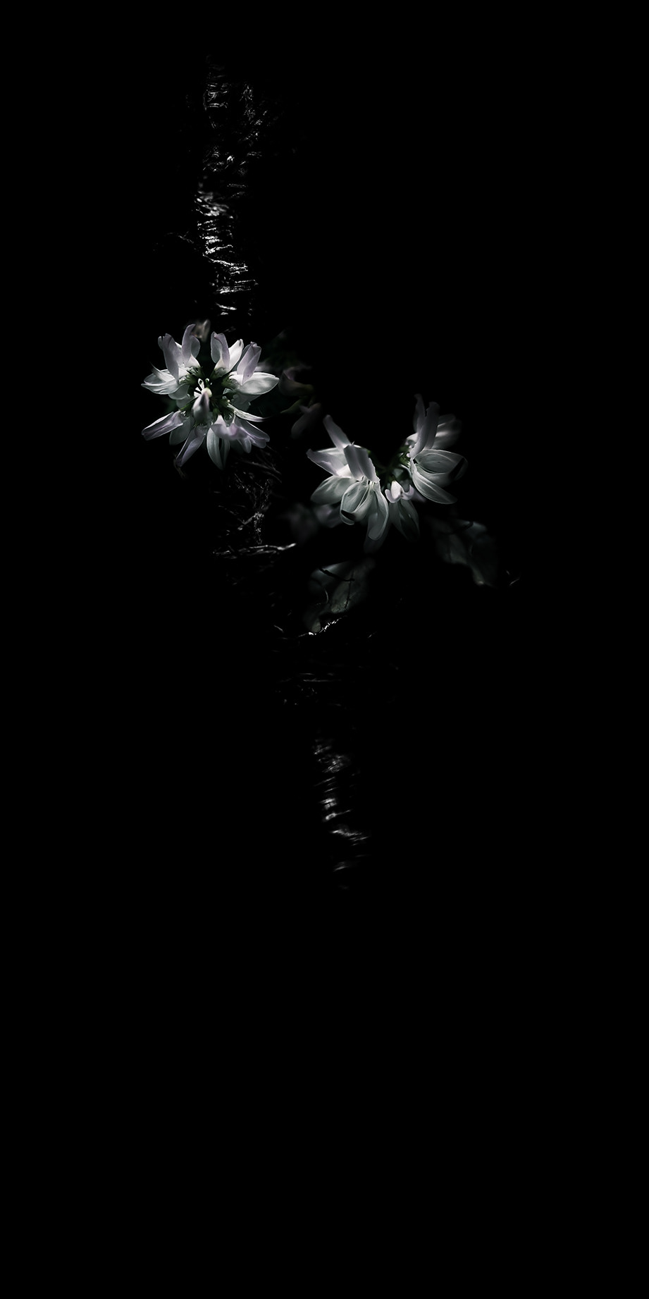 Intimacy series - Digital photography by Rita Margono