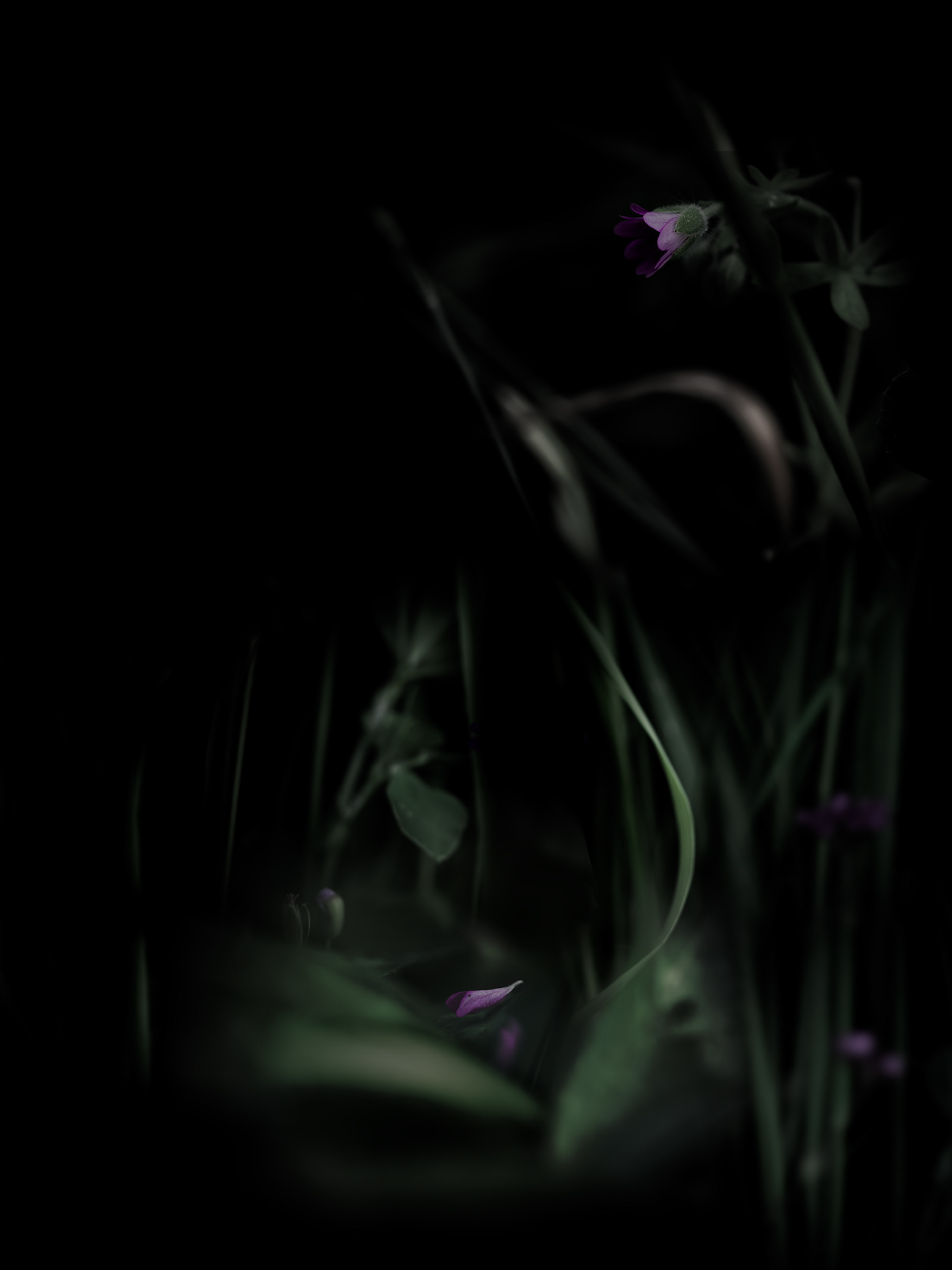 Intimacy series - Digital photography by Rita Margono