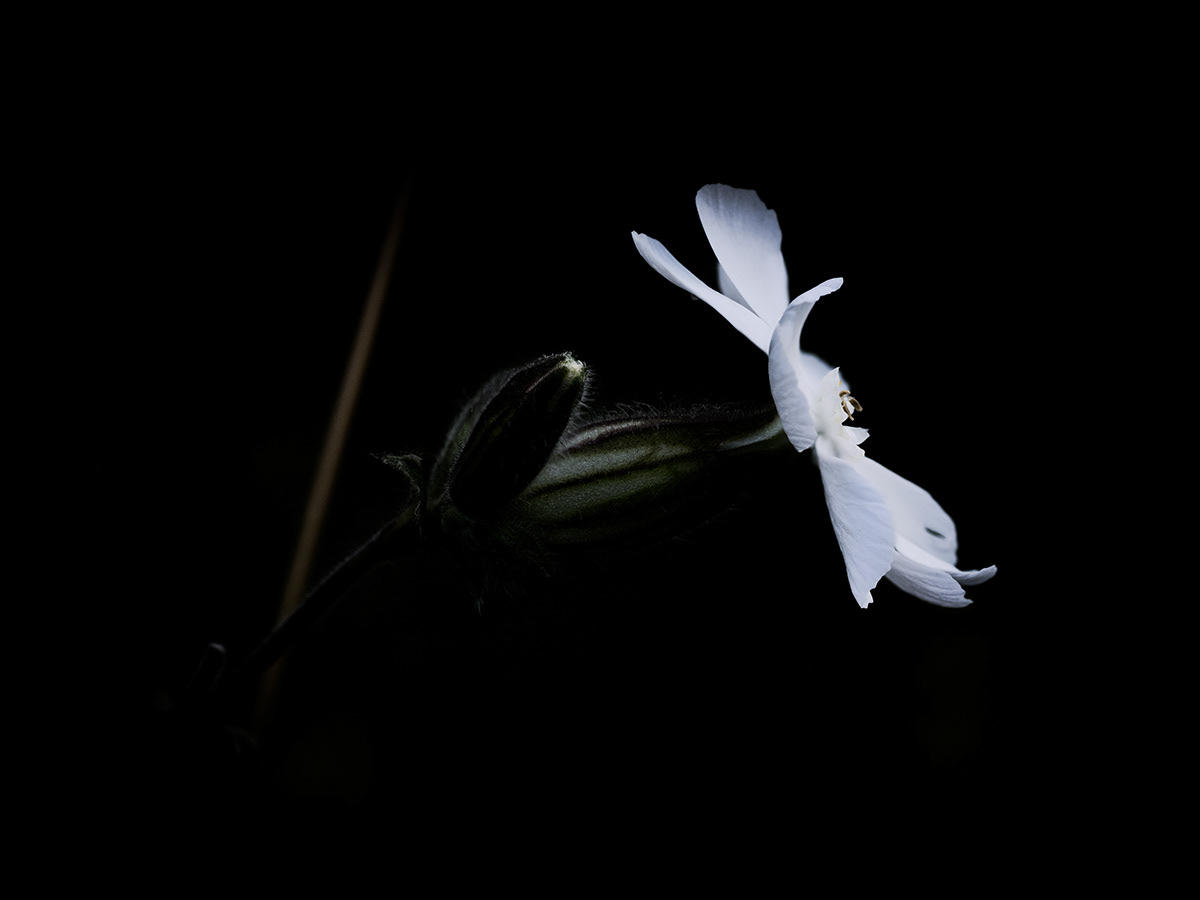 Intimacy series - Digital photography by Rita Margono