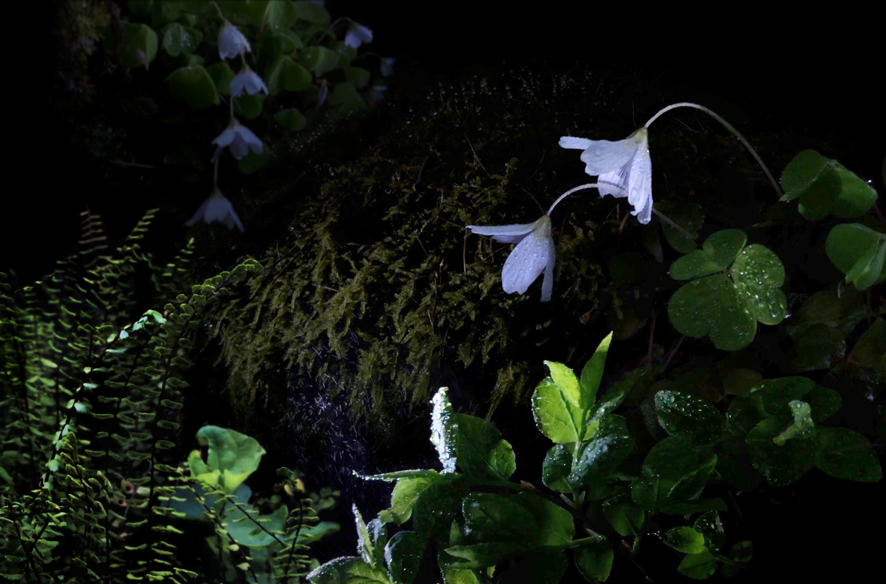 Merle Karp's Nature as Magic