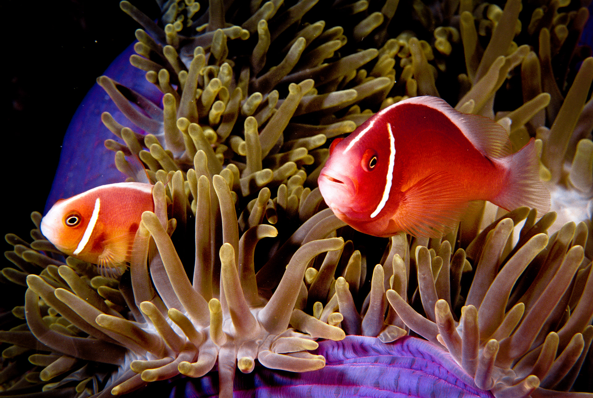 Great Barrier Reef, Australia