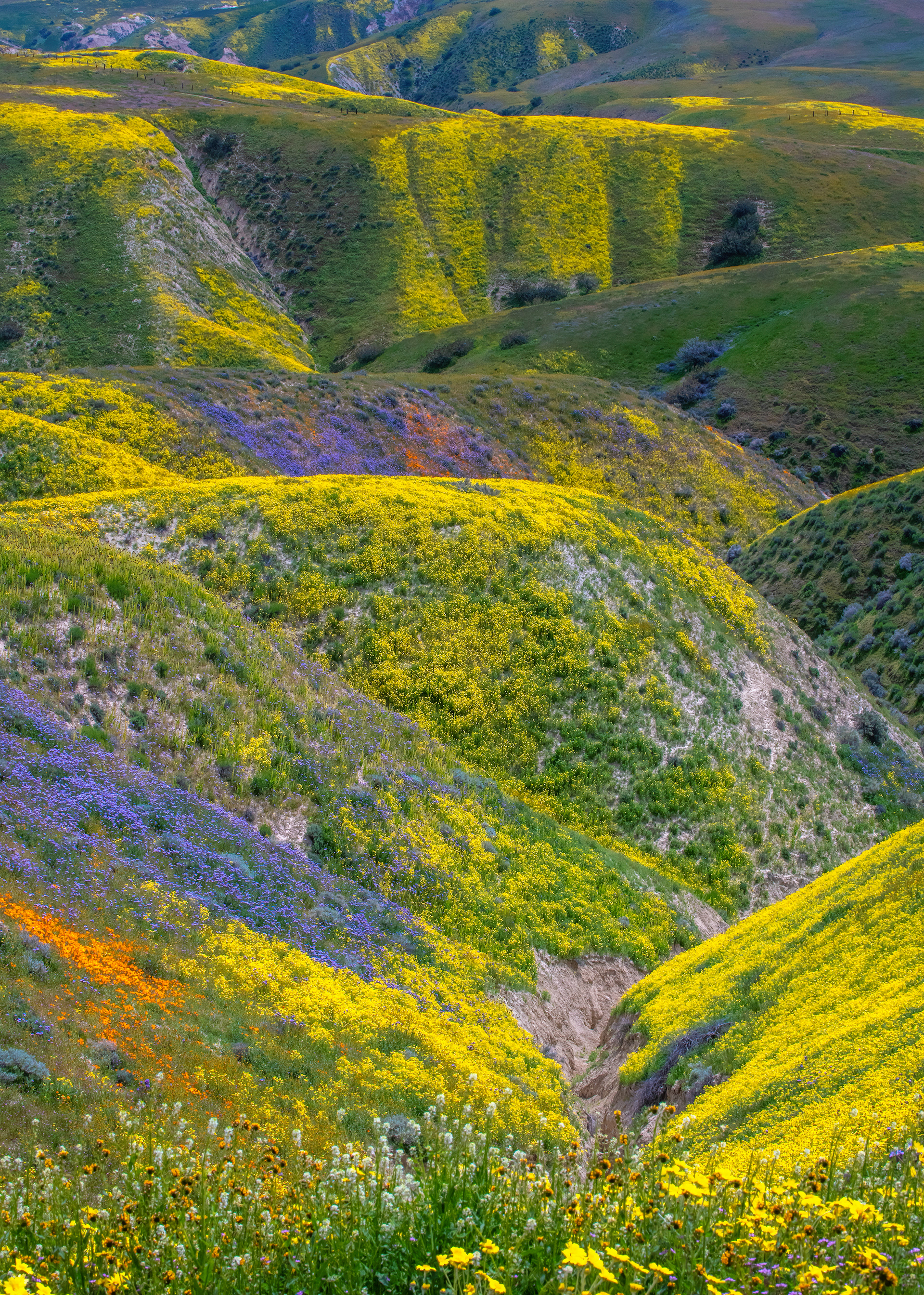Carrizo Plain National Monument, CA
