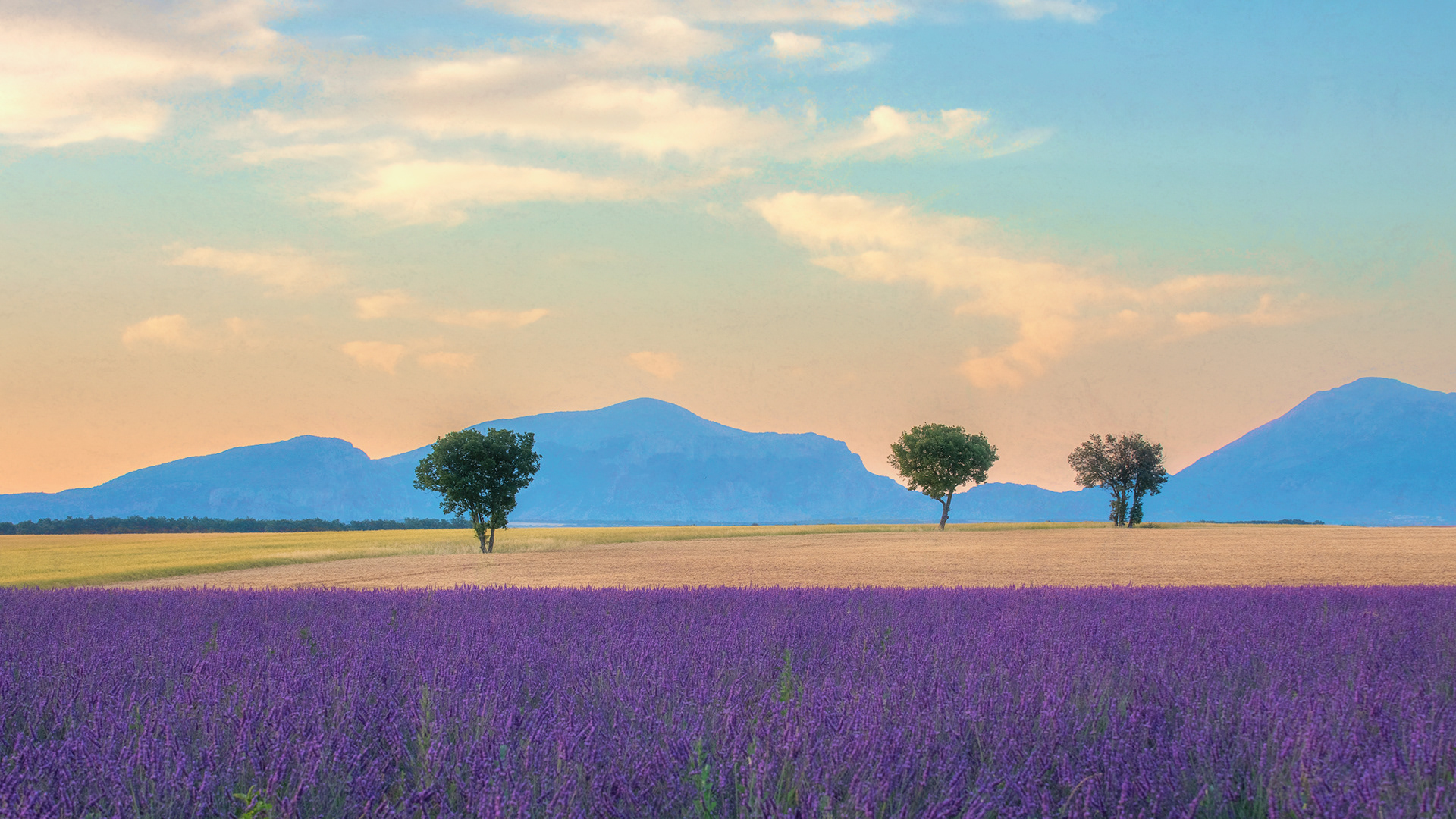 Valensole, France