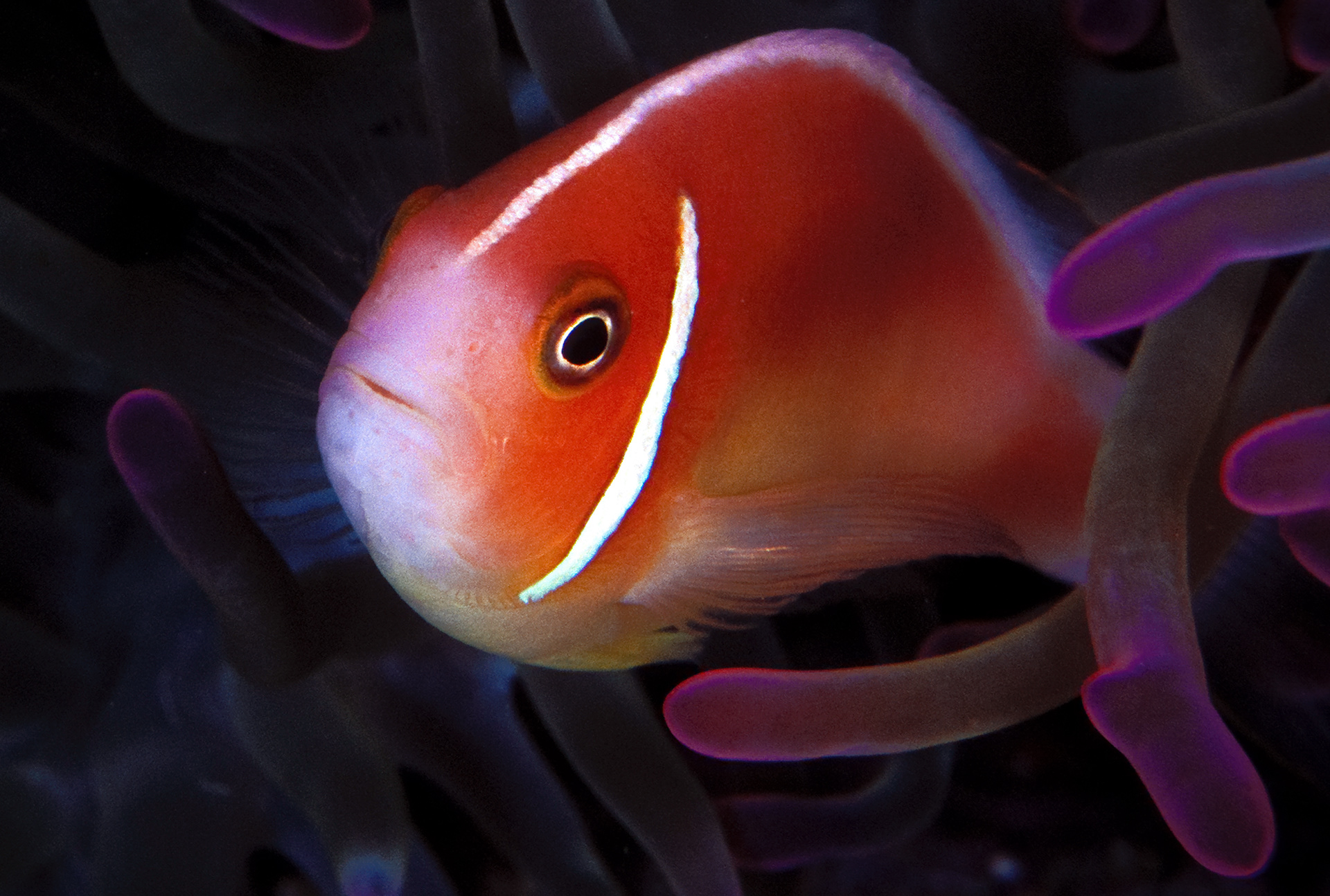 Great Barrier Reef, Australia