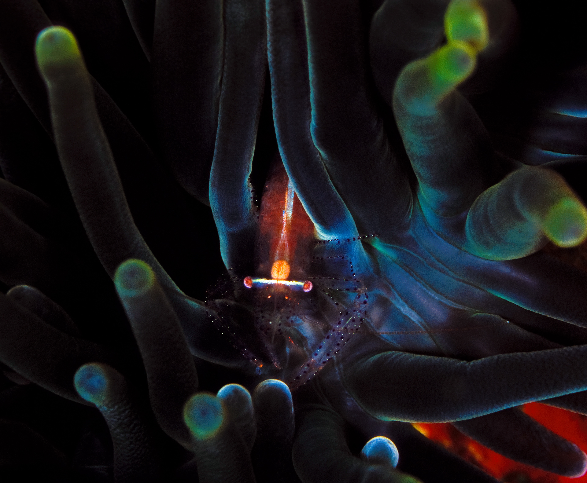 Great Barrier Reef, Australia