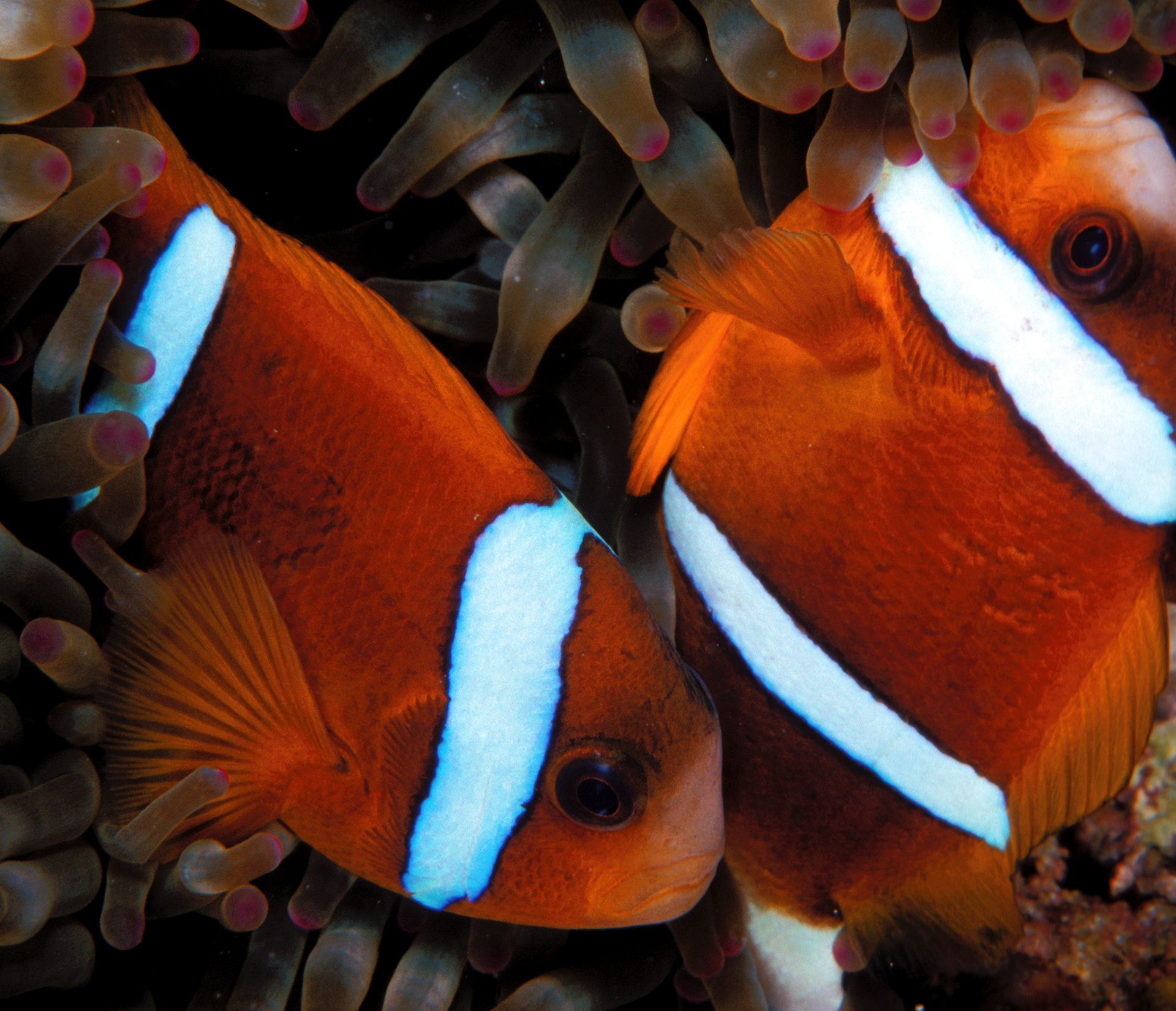Great Barrier Reef, Australia
