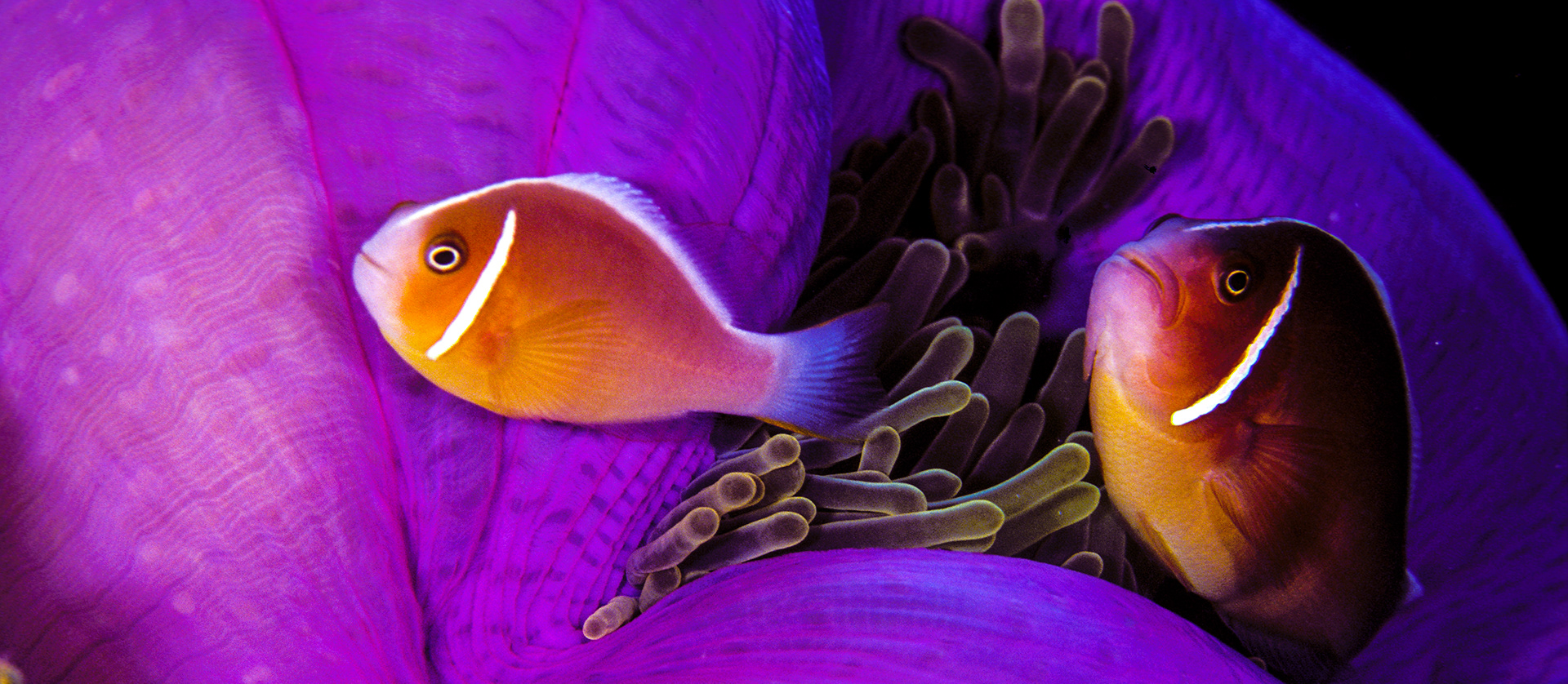 Great Barrier Reef, Australia