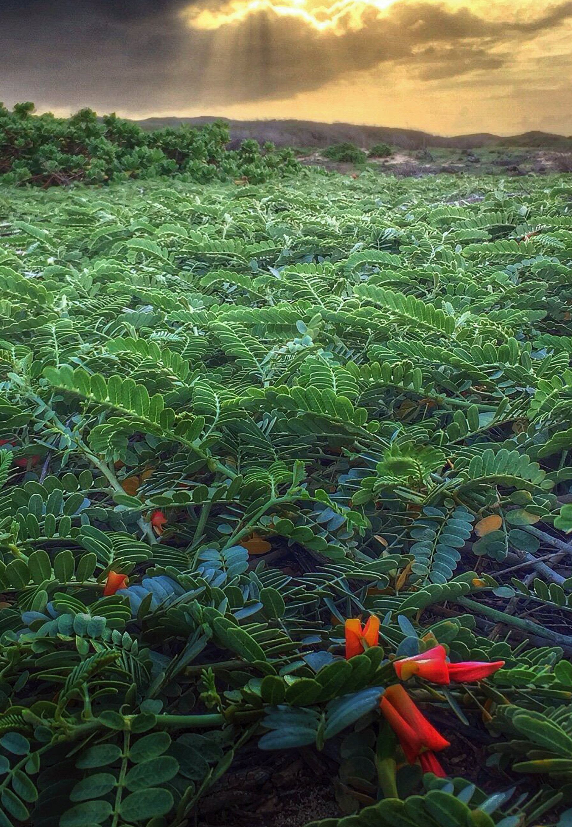 Molokai, HI