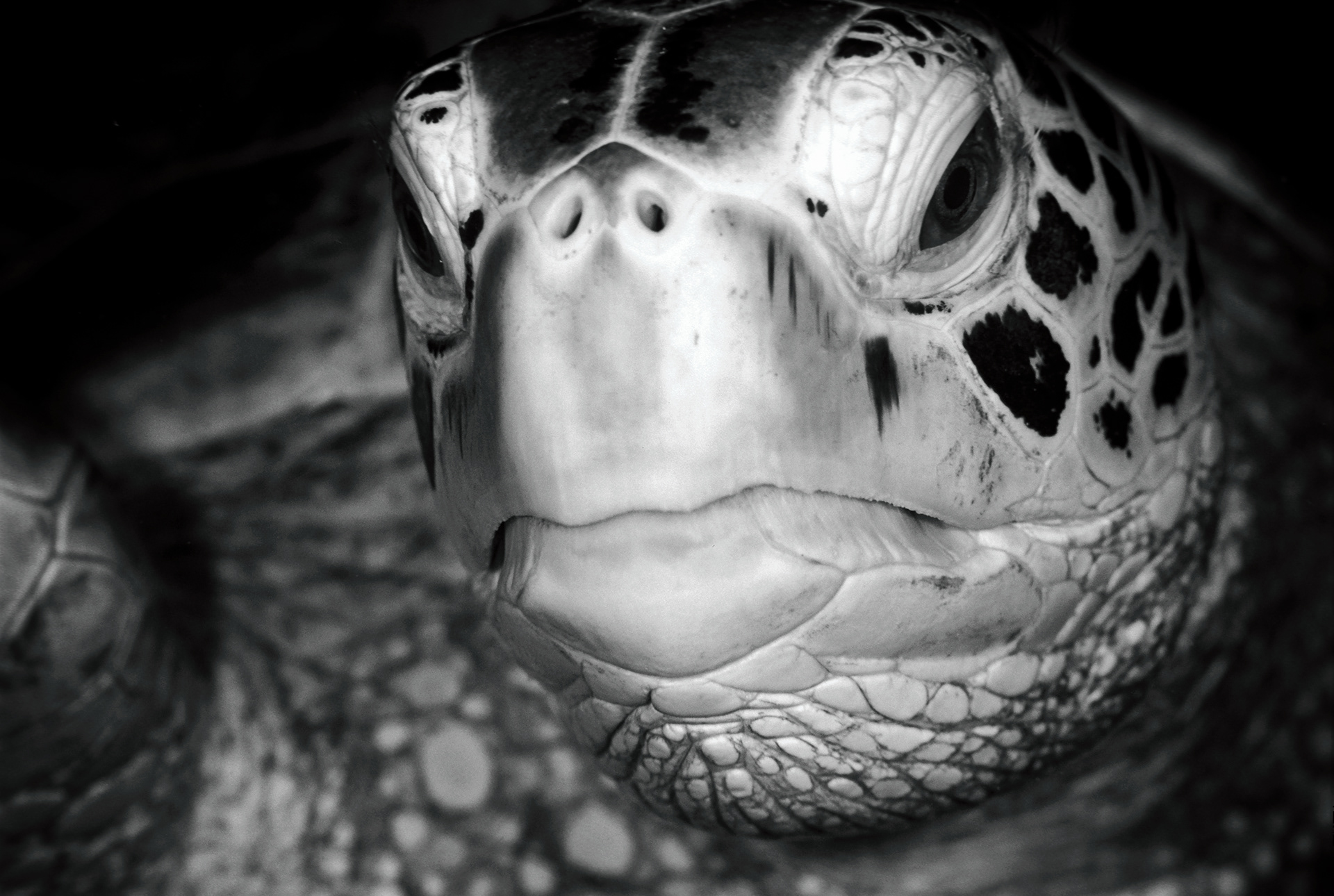 Great Barrier Reef, Australia