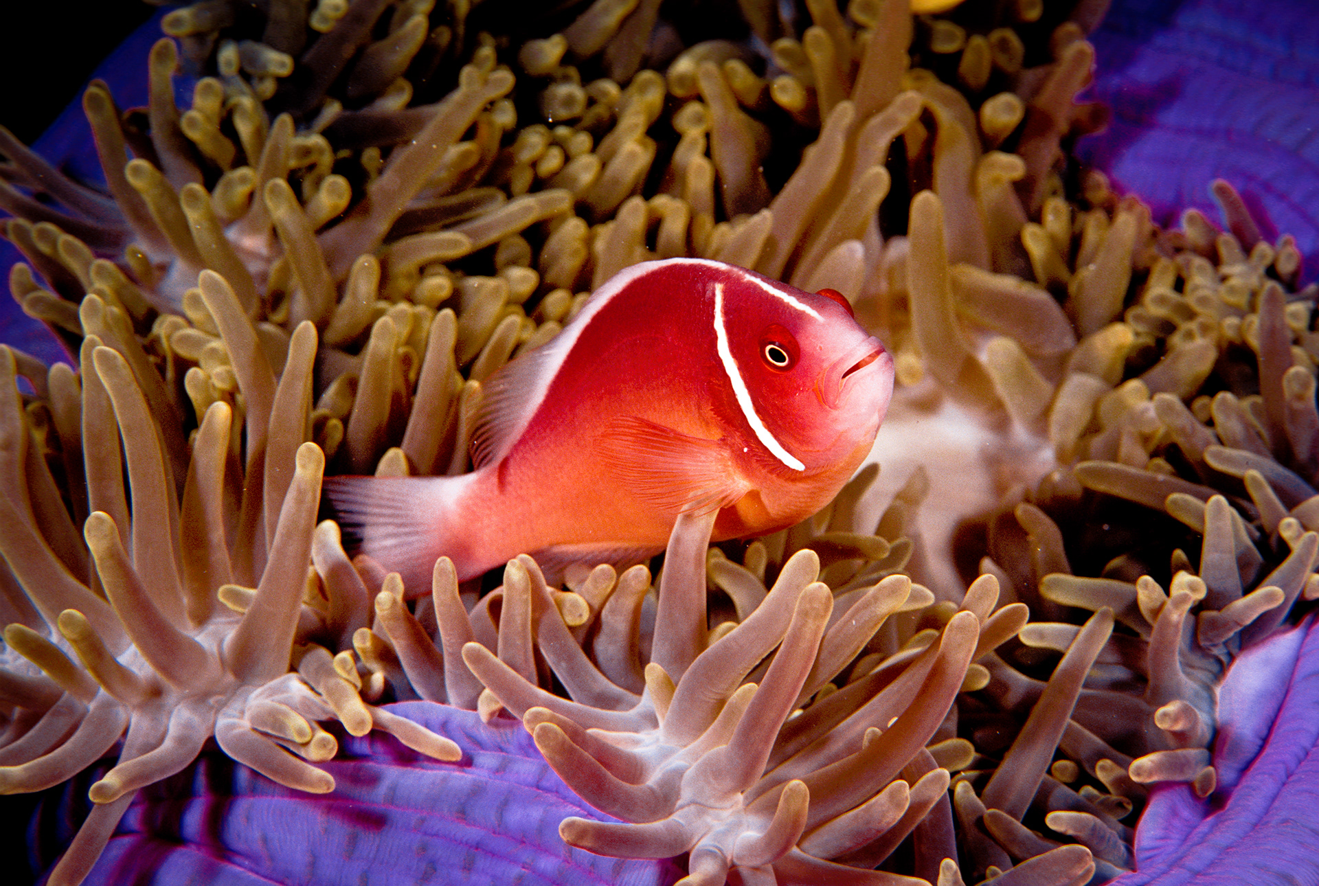 Great Barrier Reef, Australia
