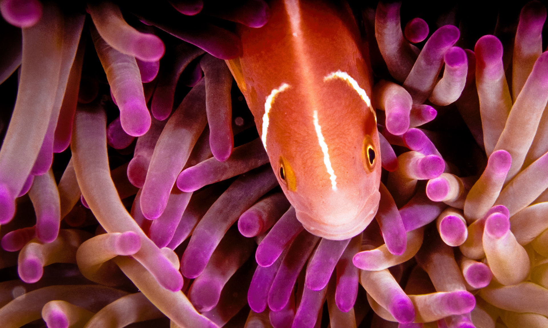 Great Barrier Reef, Australia