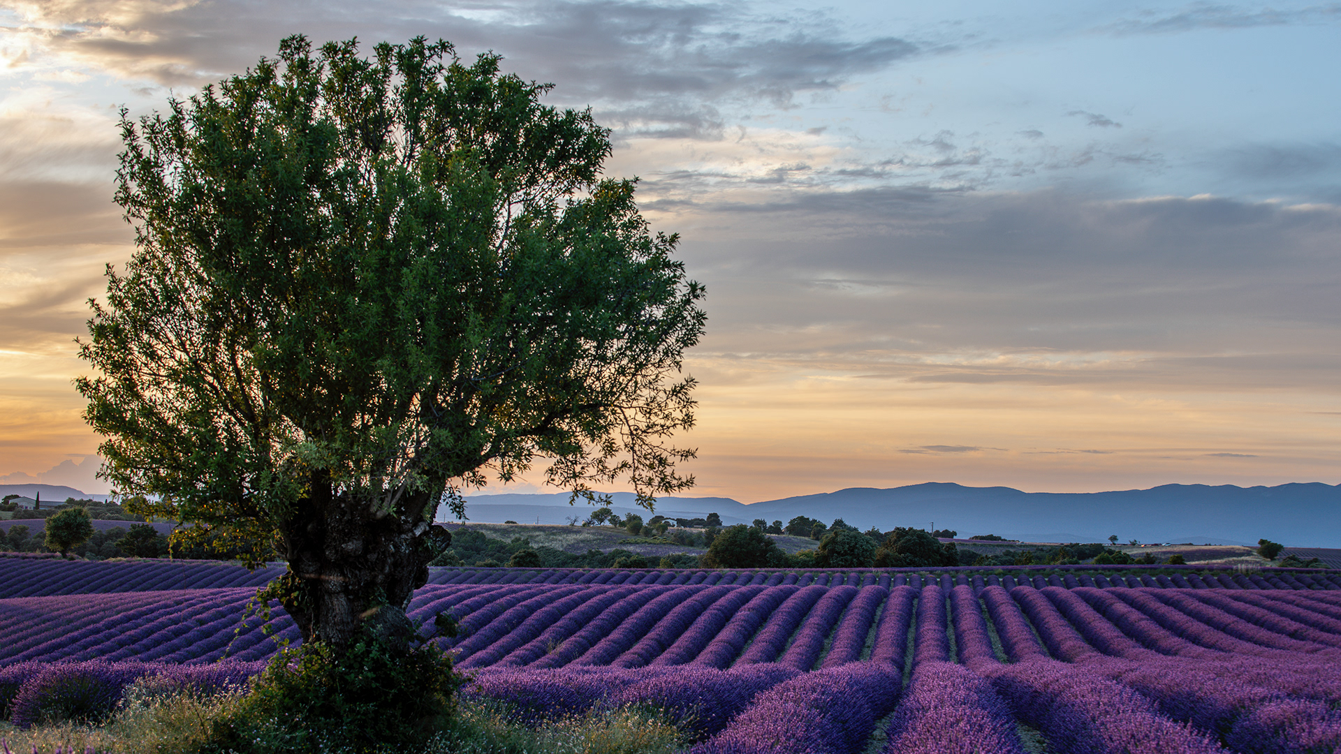 Valensole, France