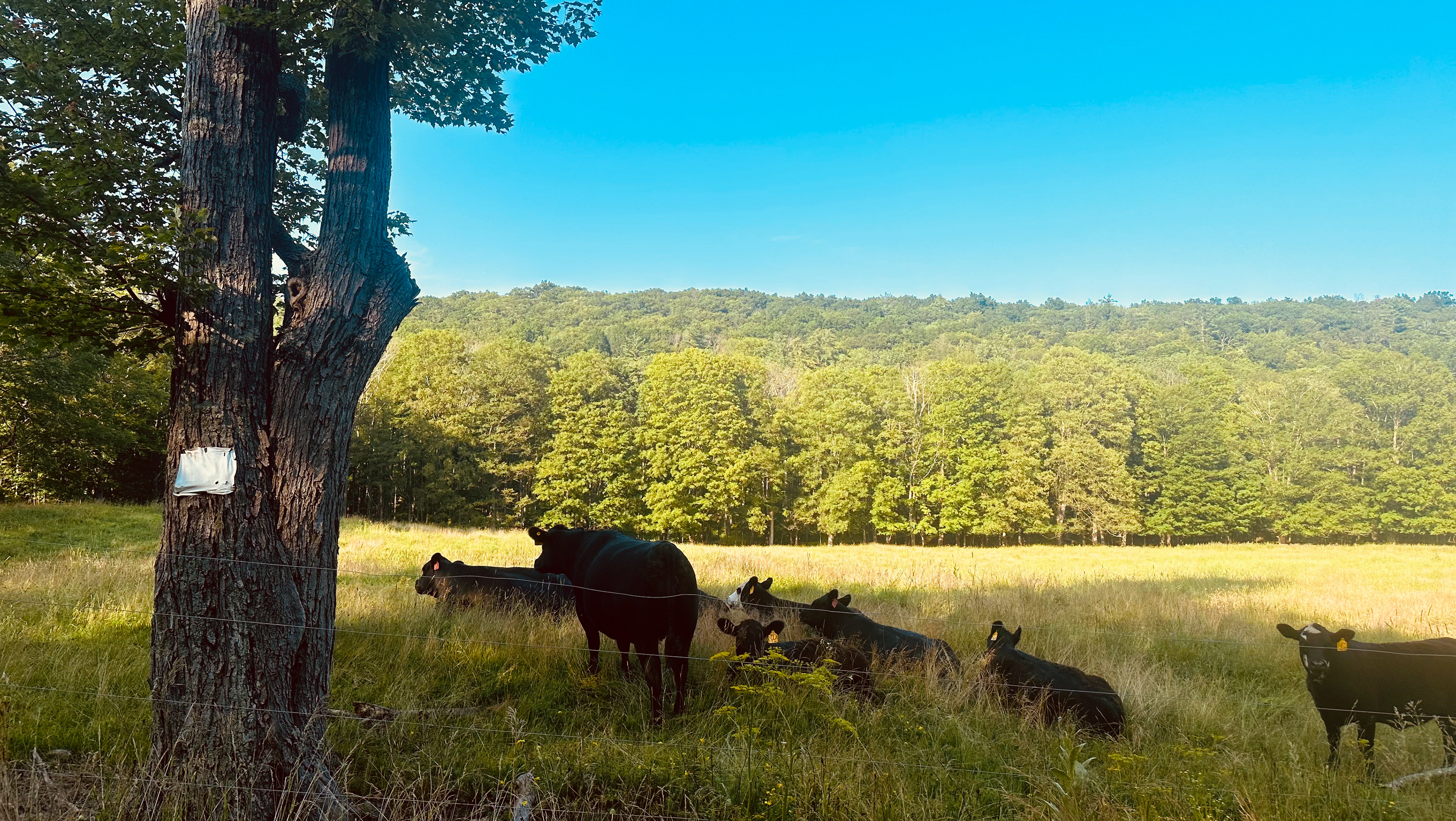 Berkshires