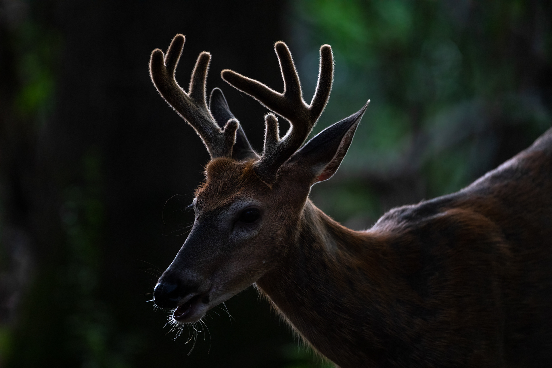 White Tail Buck...East Hartford, CT