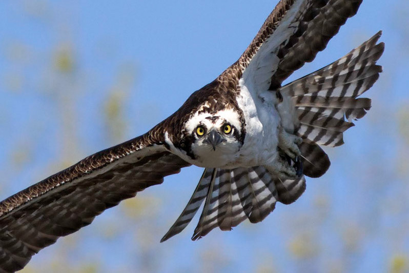 Osprey in your Face