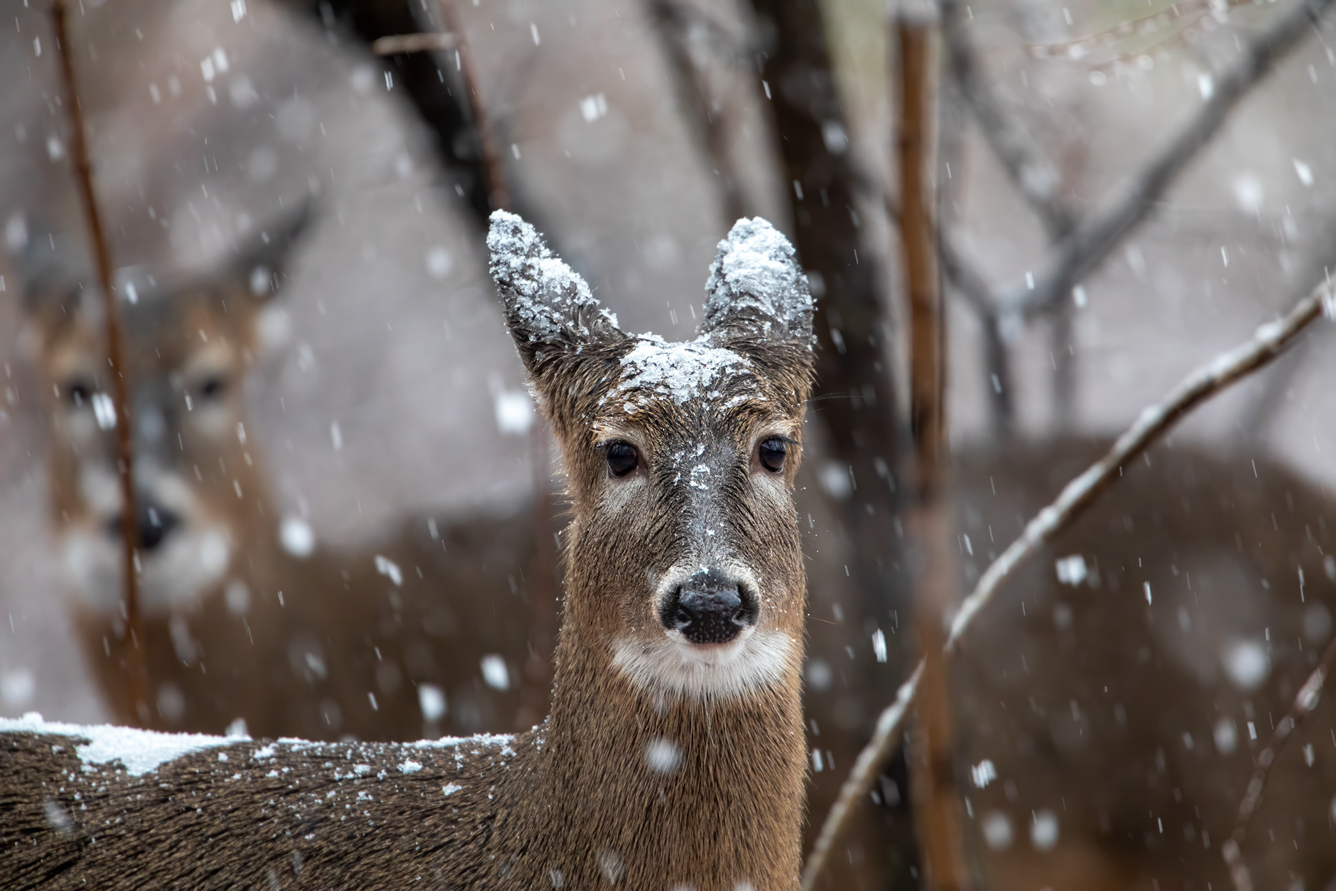 Snow Day