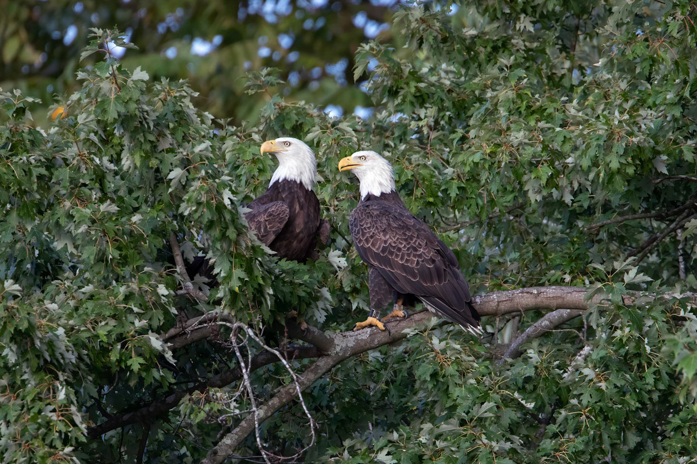 Connecticut River