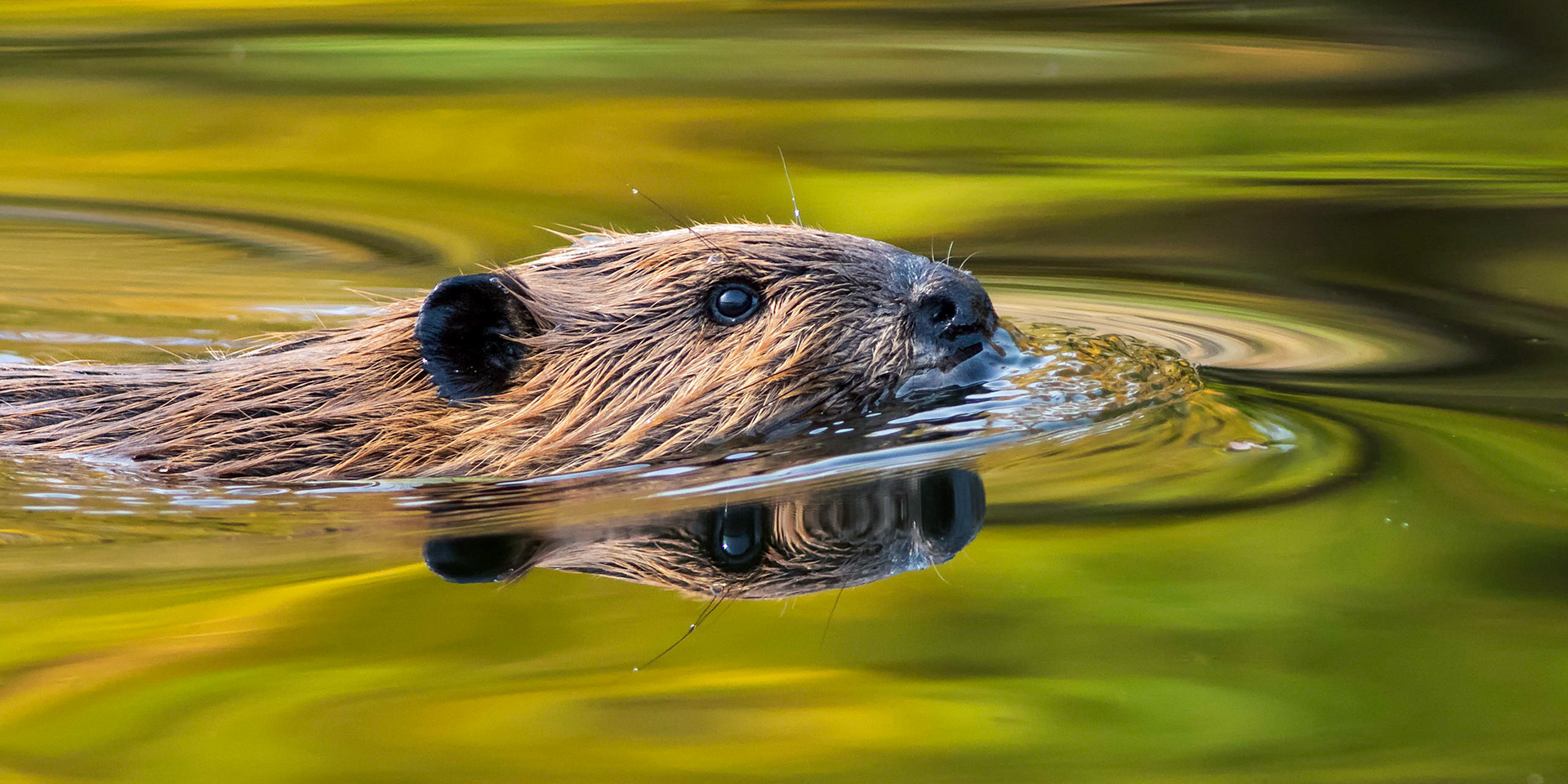 Autumn Beaver