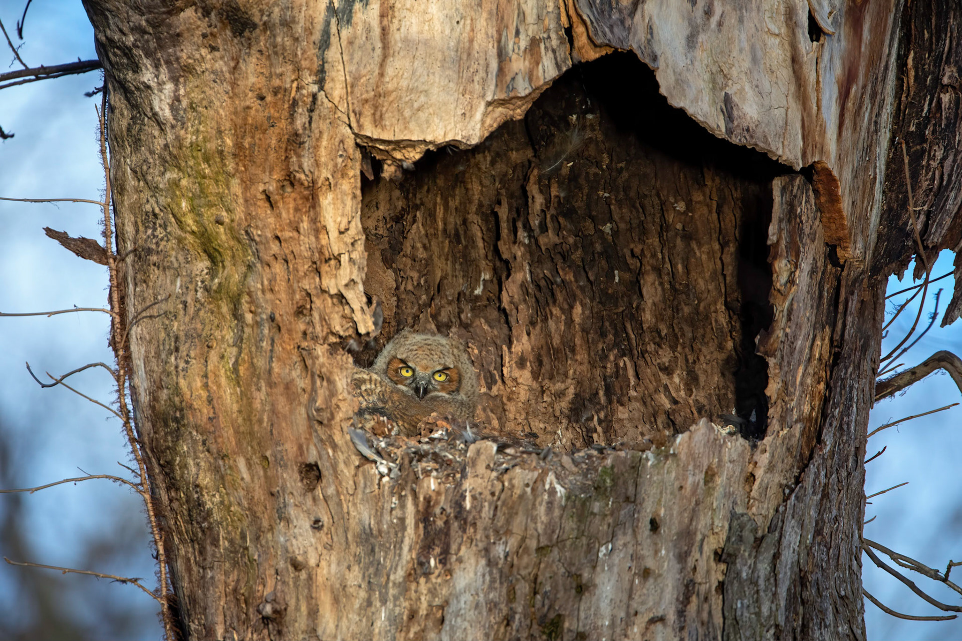 Great Horned Owlet in Nest