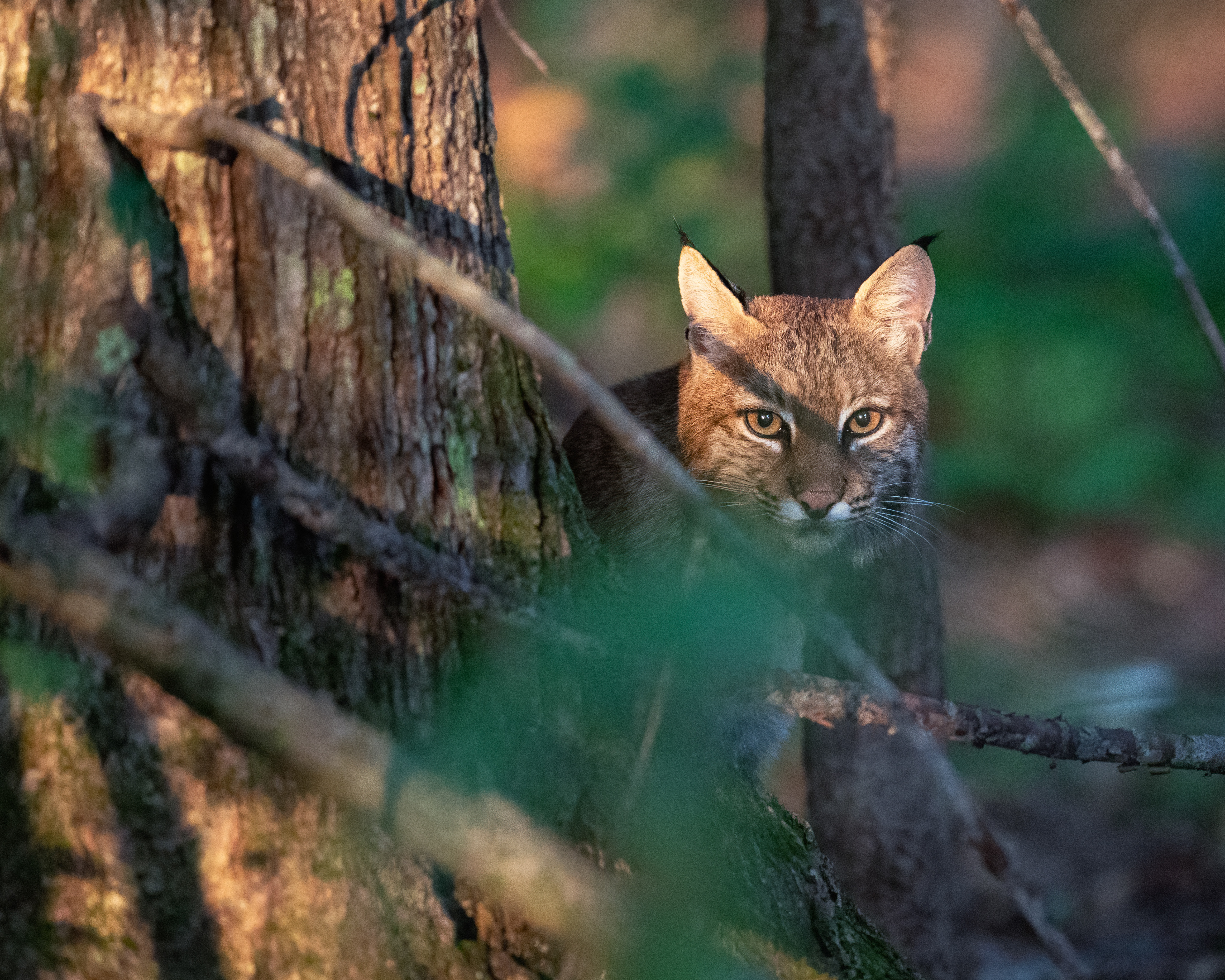 Bobcat