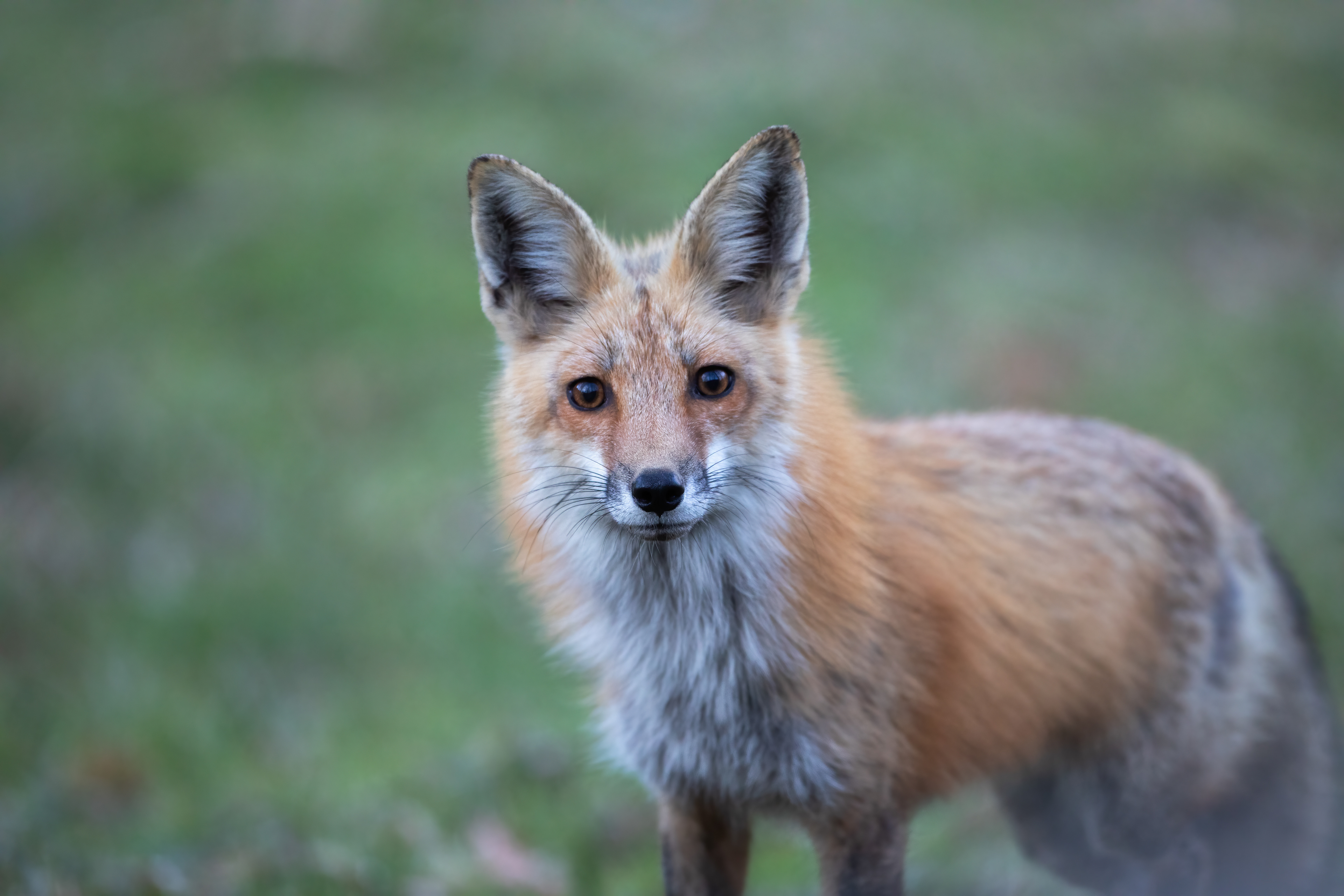 Curious Foxy Lady