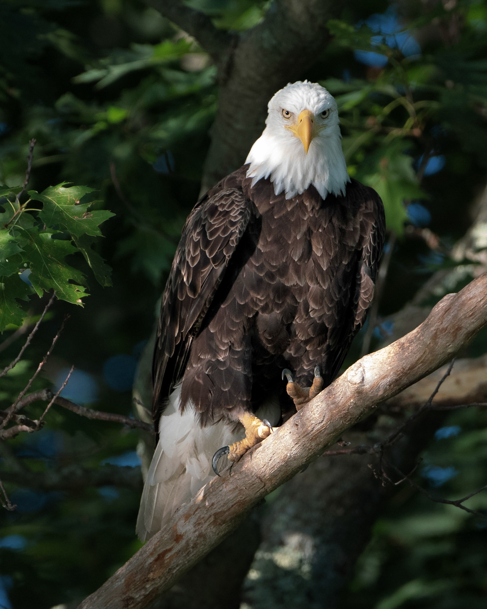 Bald Eagle