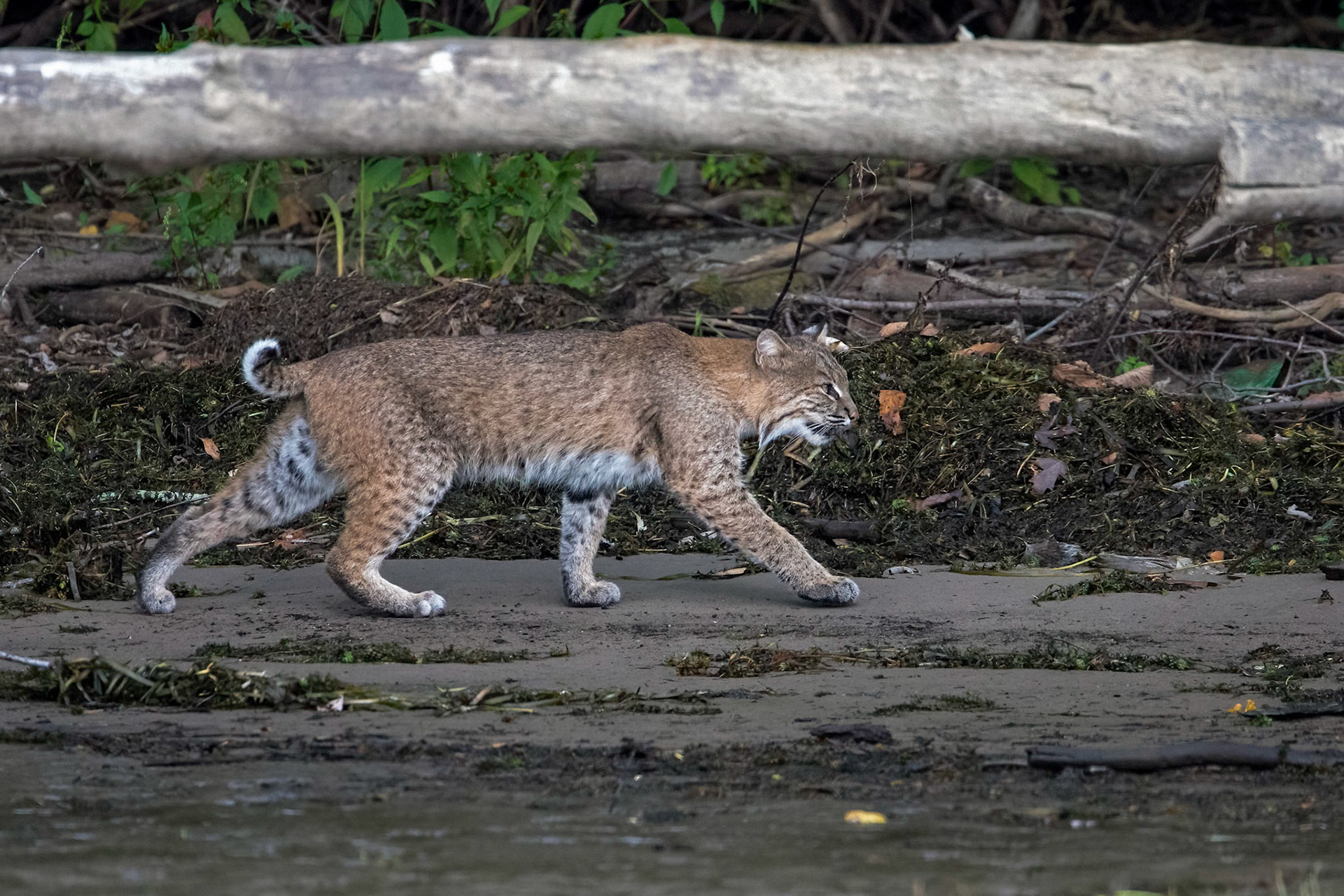 Connecticat