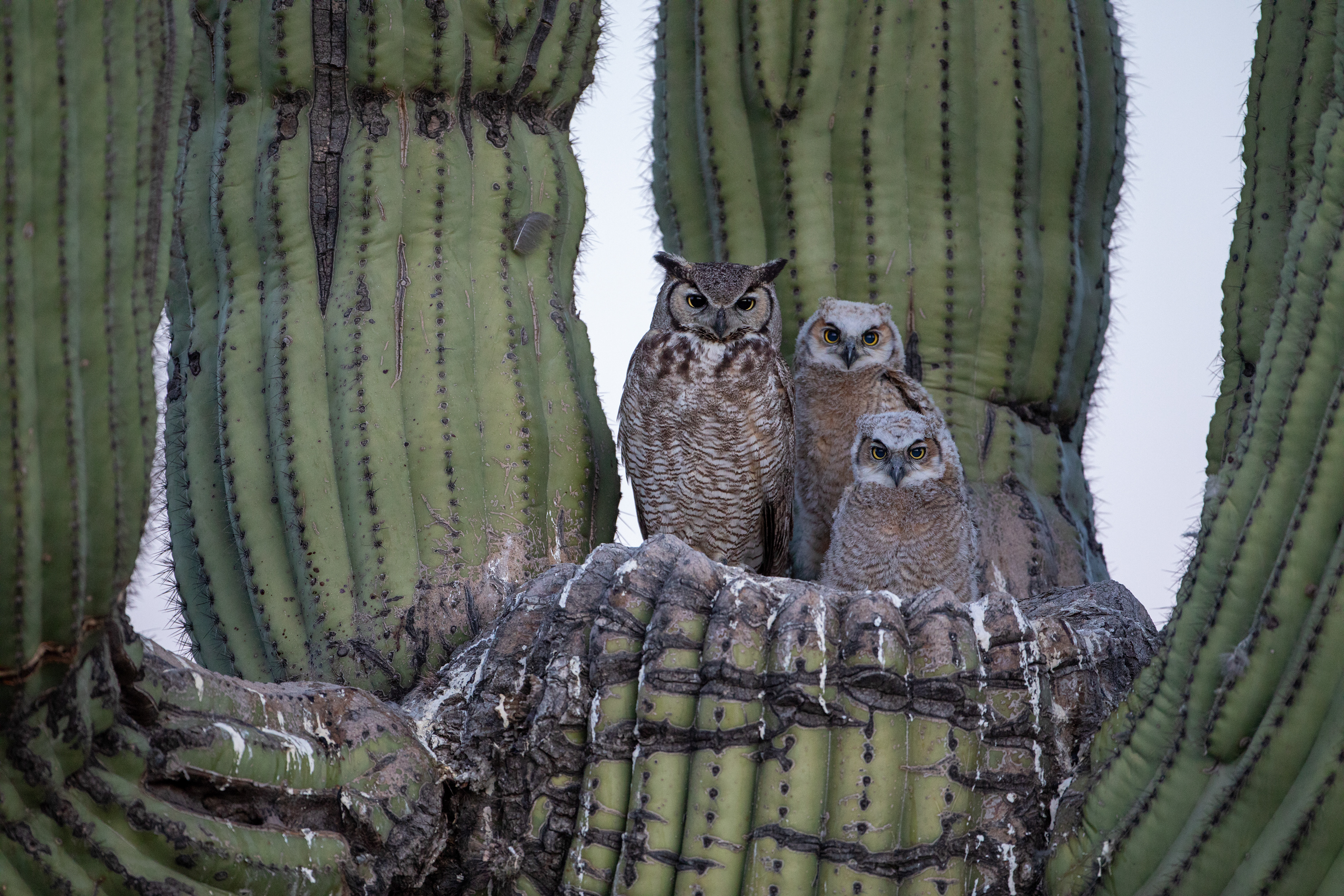 Great Horned Owl Family in the Desert