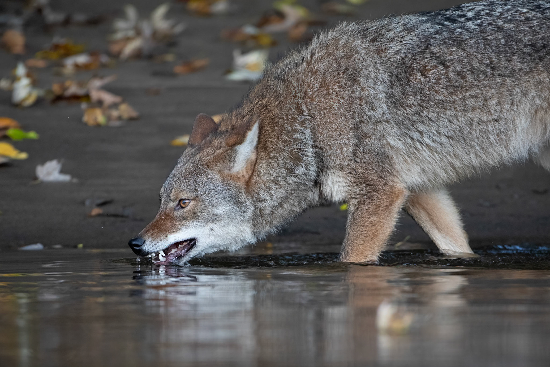 Thirsty Coyote
