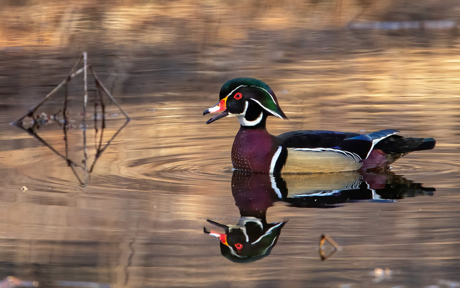 Wood Duck- Windsor, CT