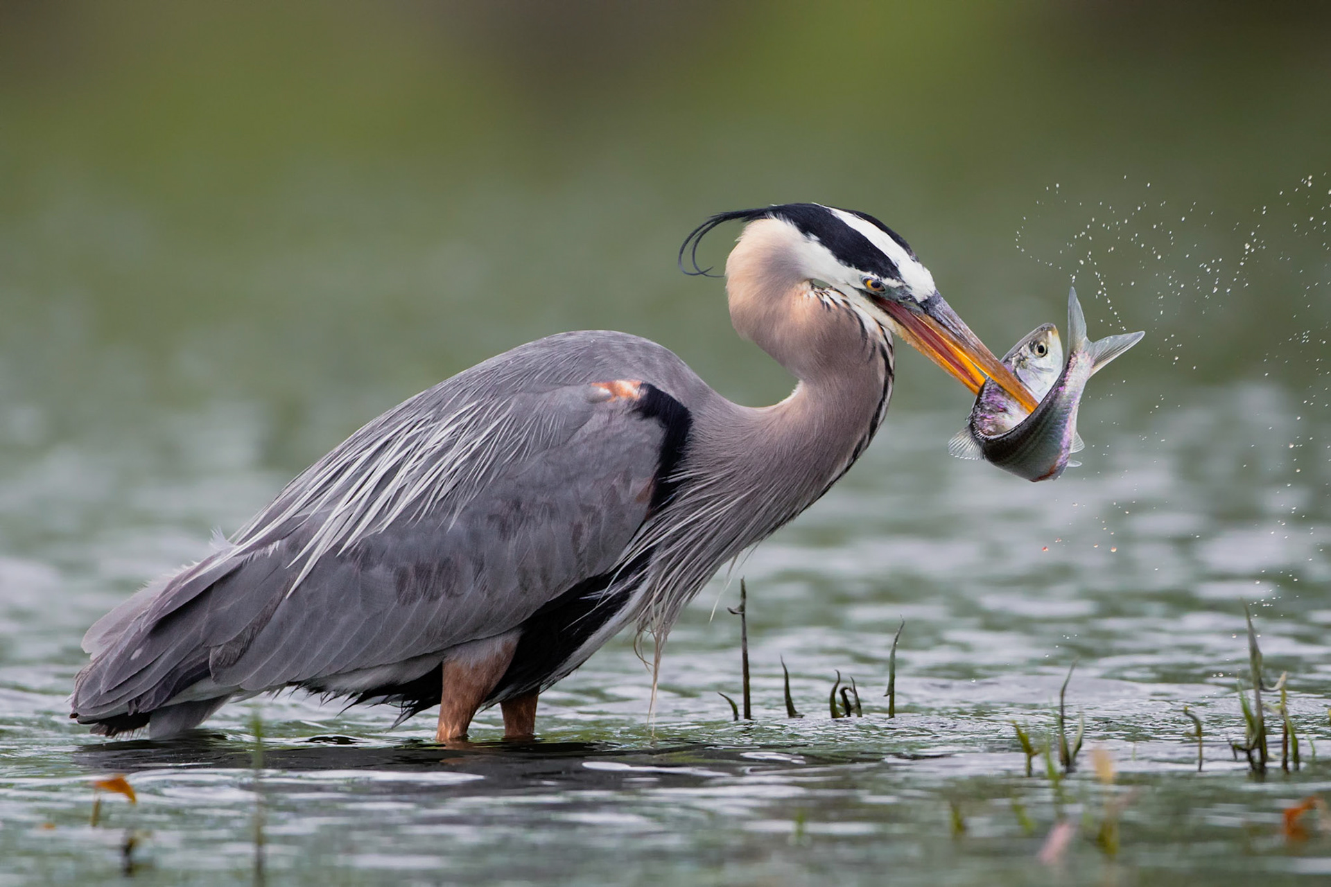 Great Blue Heron