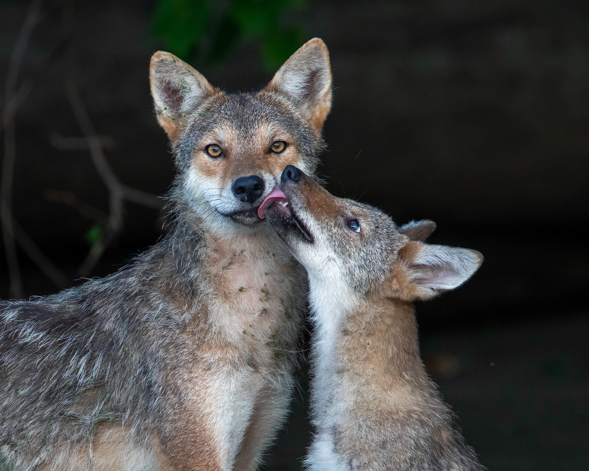 Mamma and pup