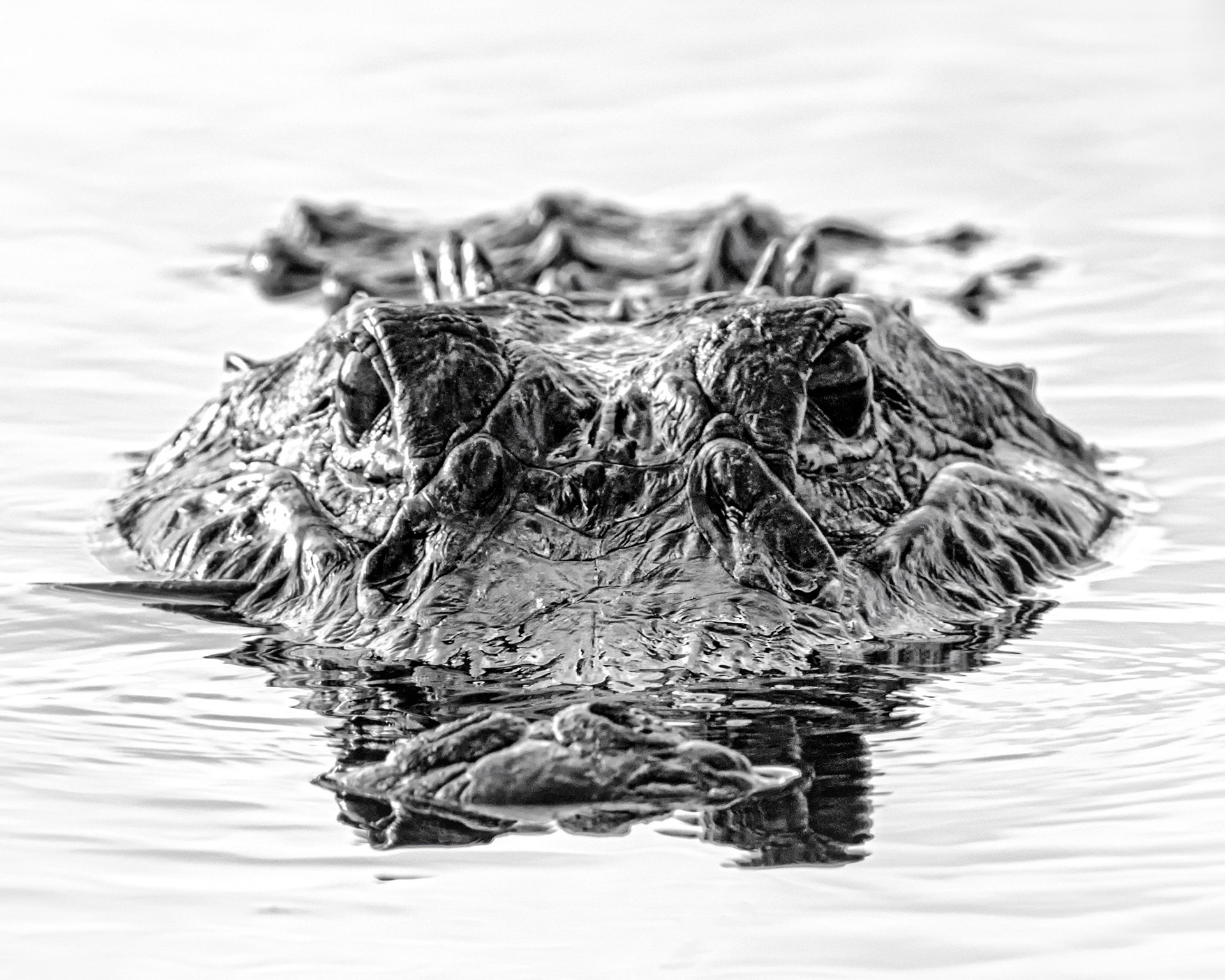 Gator...Palm Beach, FL