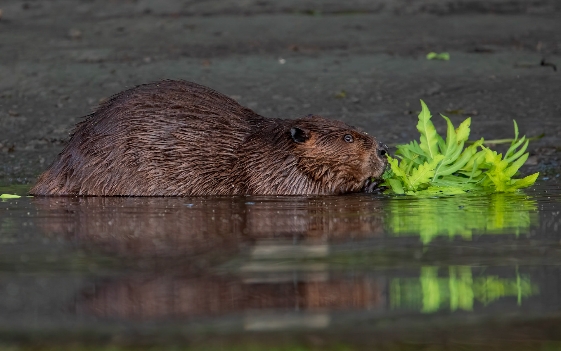 Beaver-Hartford, CT