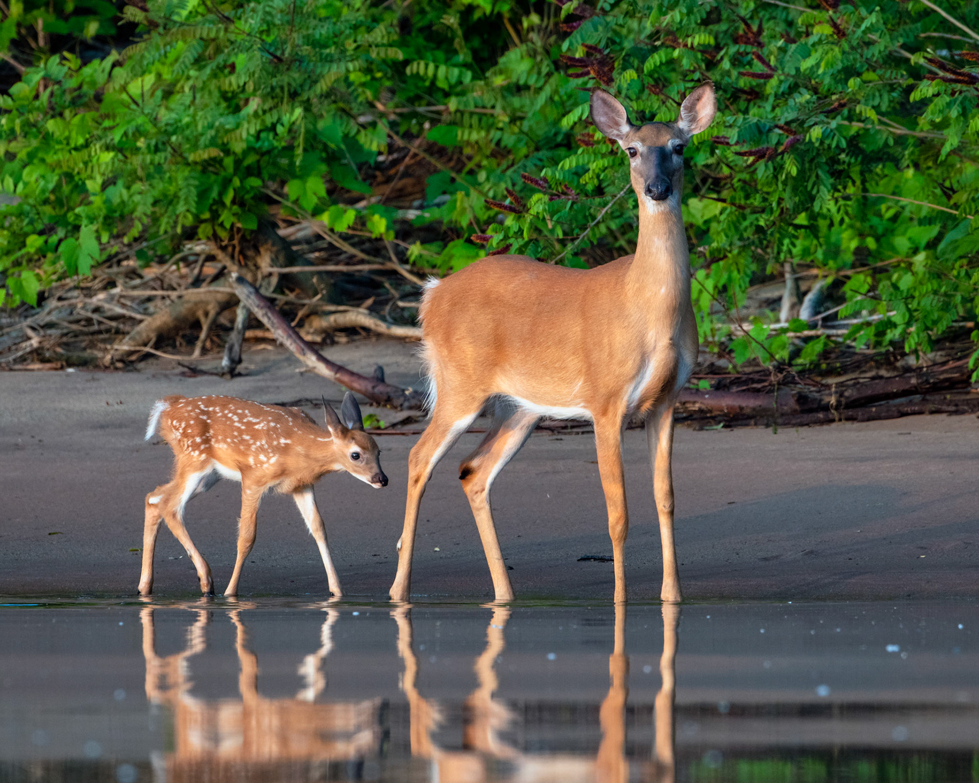 Fawn & Mom
