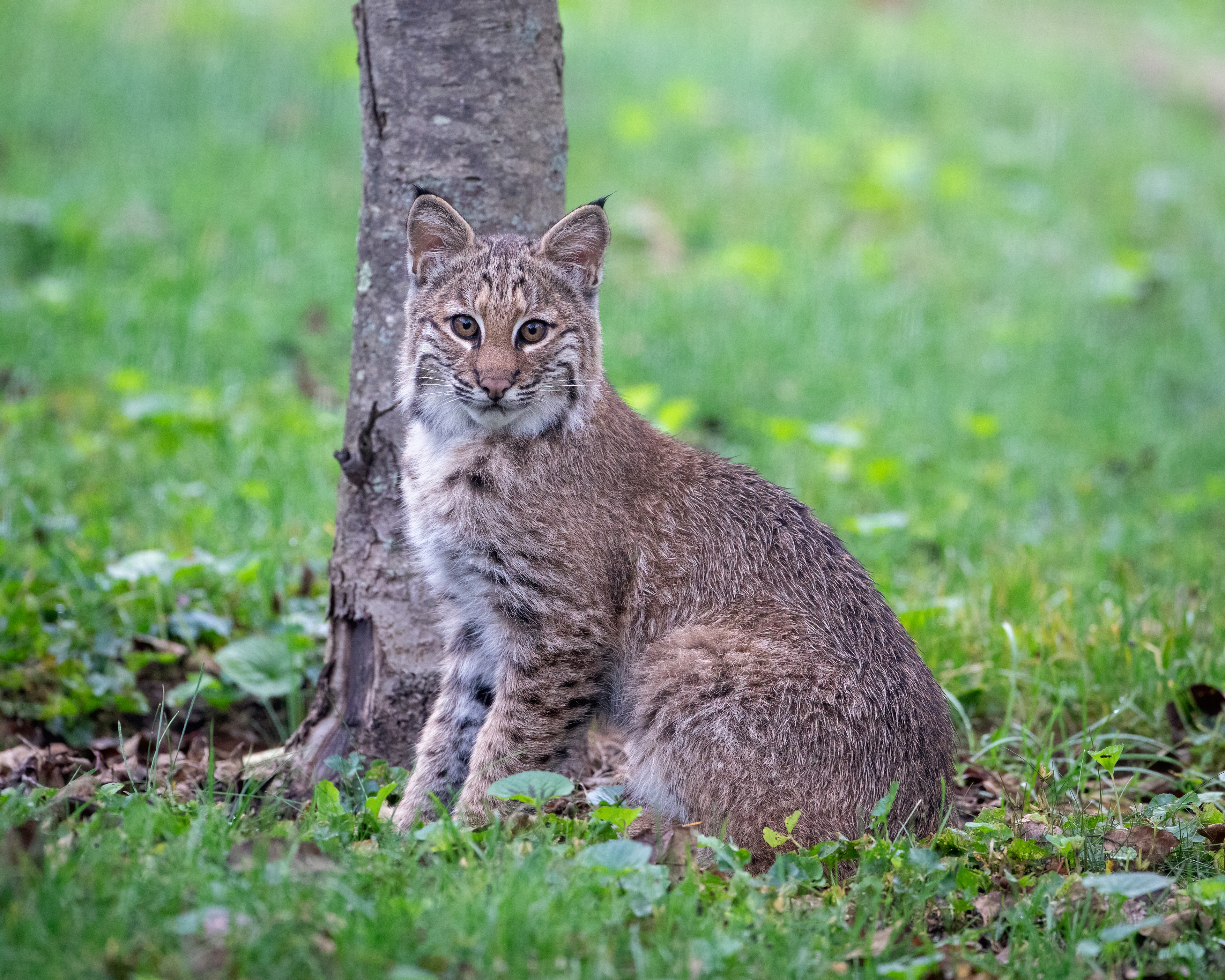 Young Bobcat