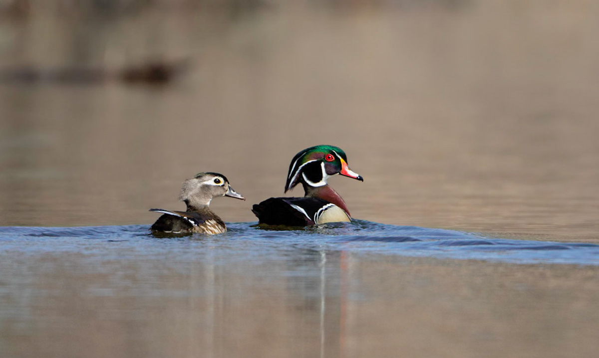 Mating Wood Ducks