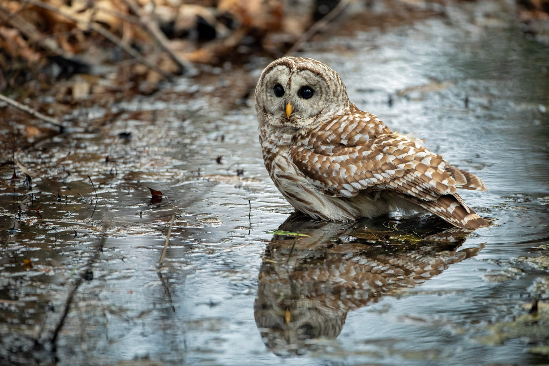 Bathing Barred
