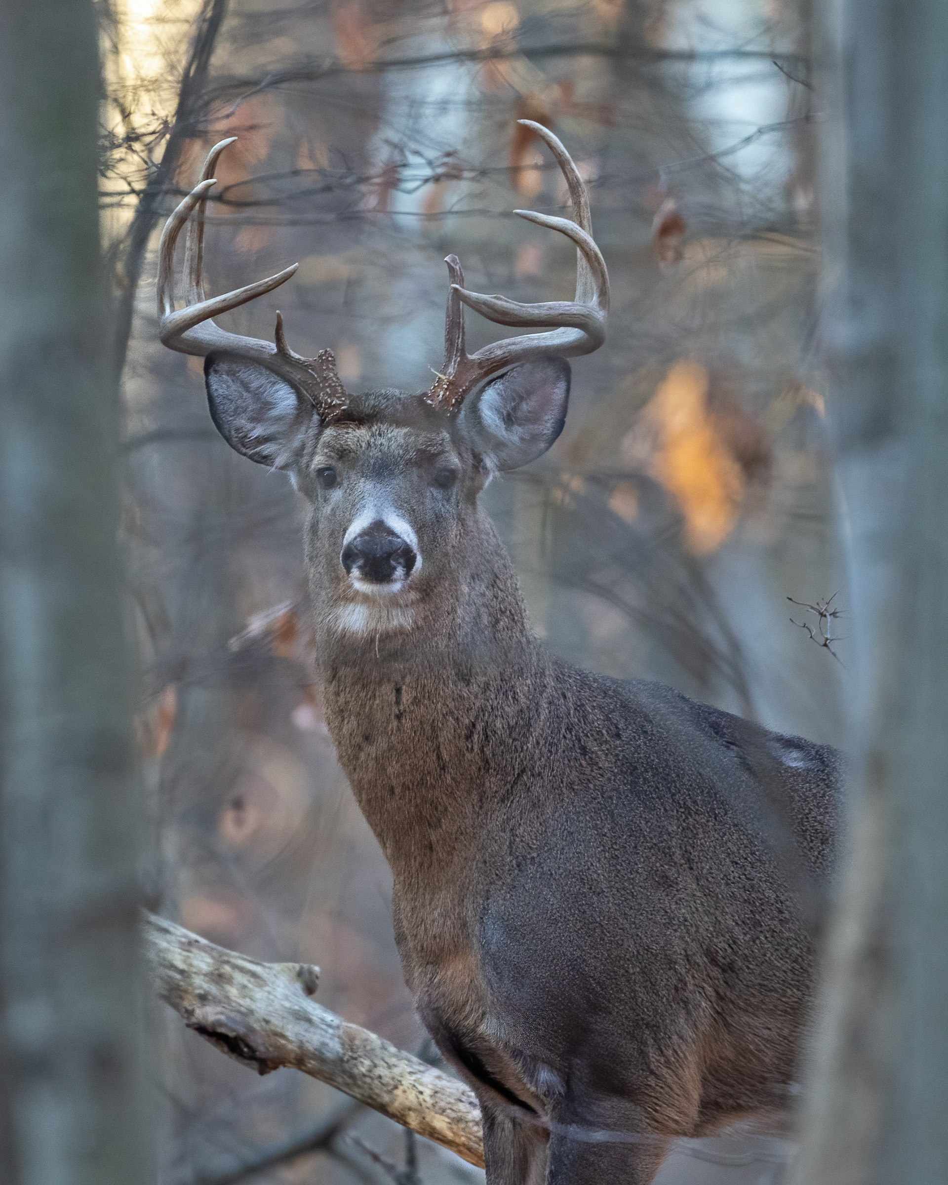 Local Stud