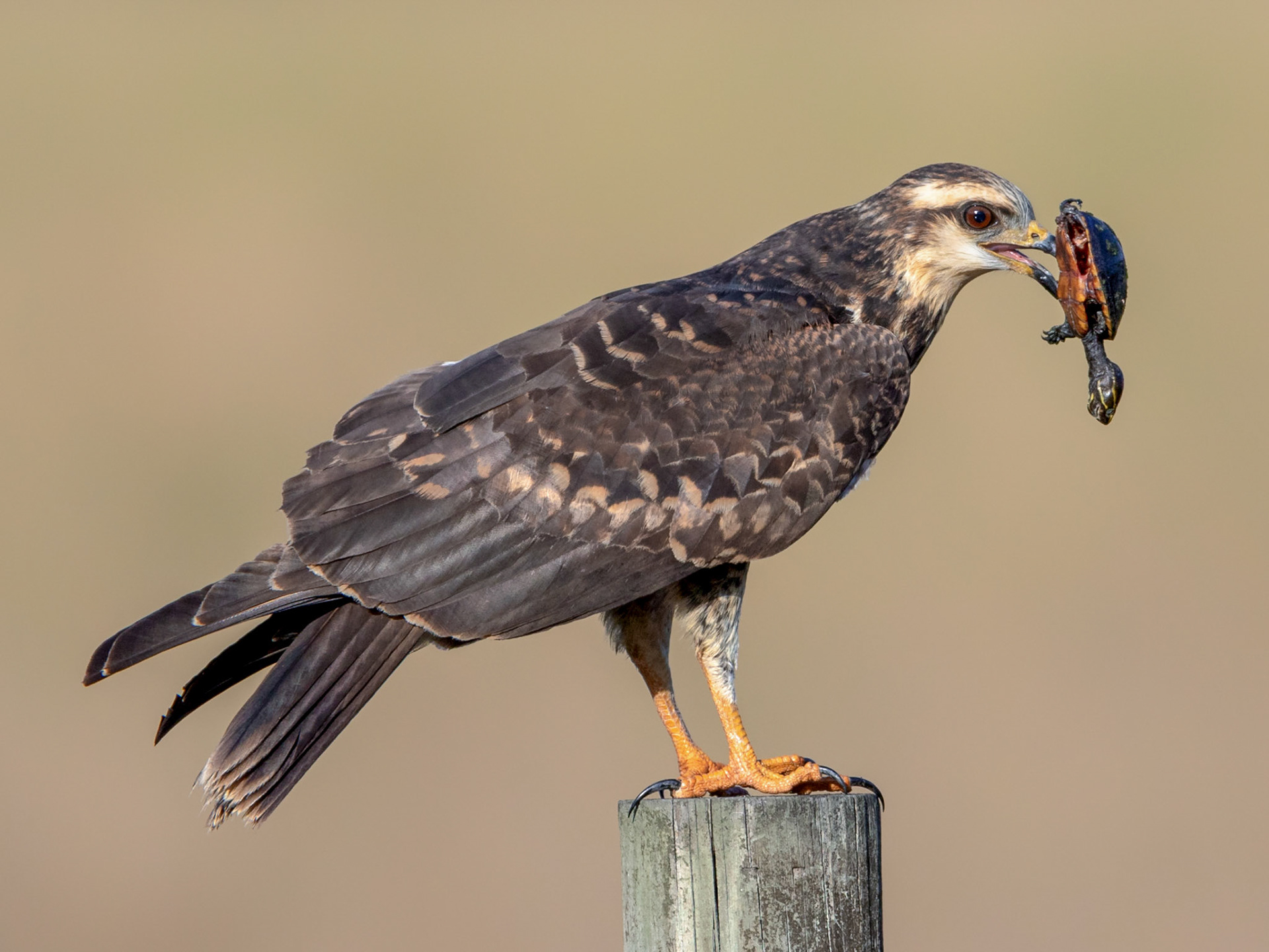 Snail Kite...Florida