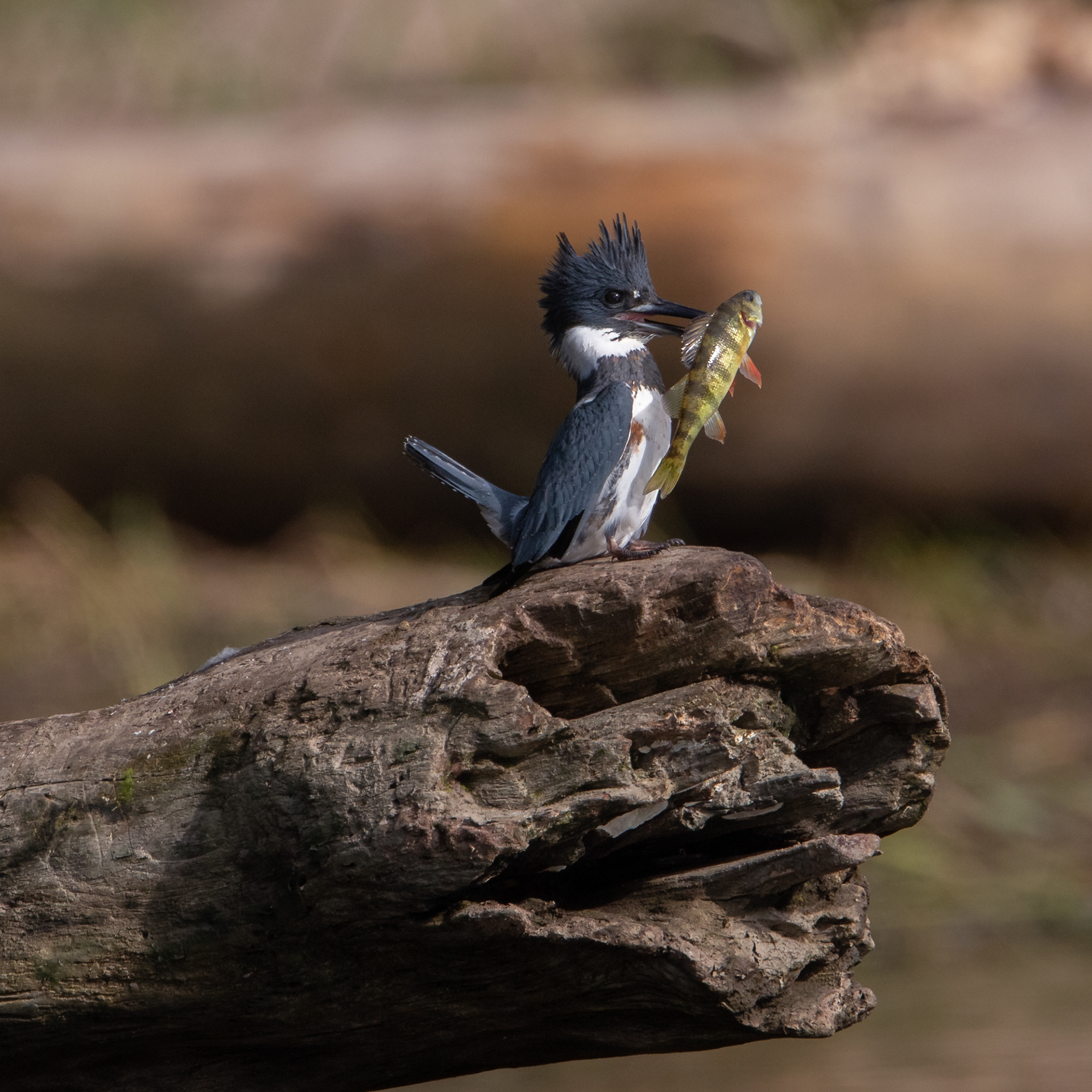 Kingfisher with yellow perch