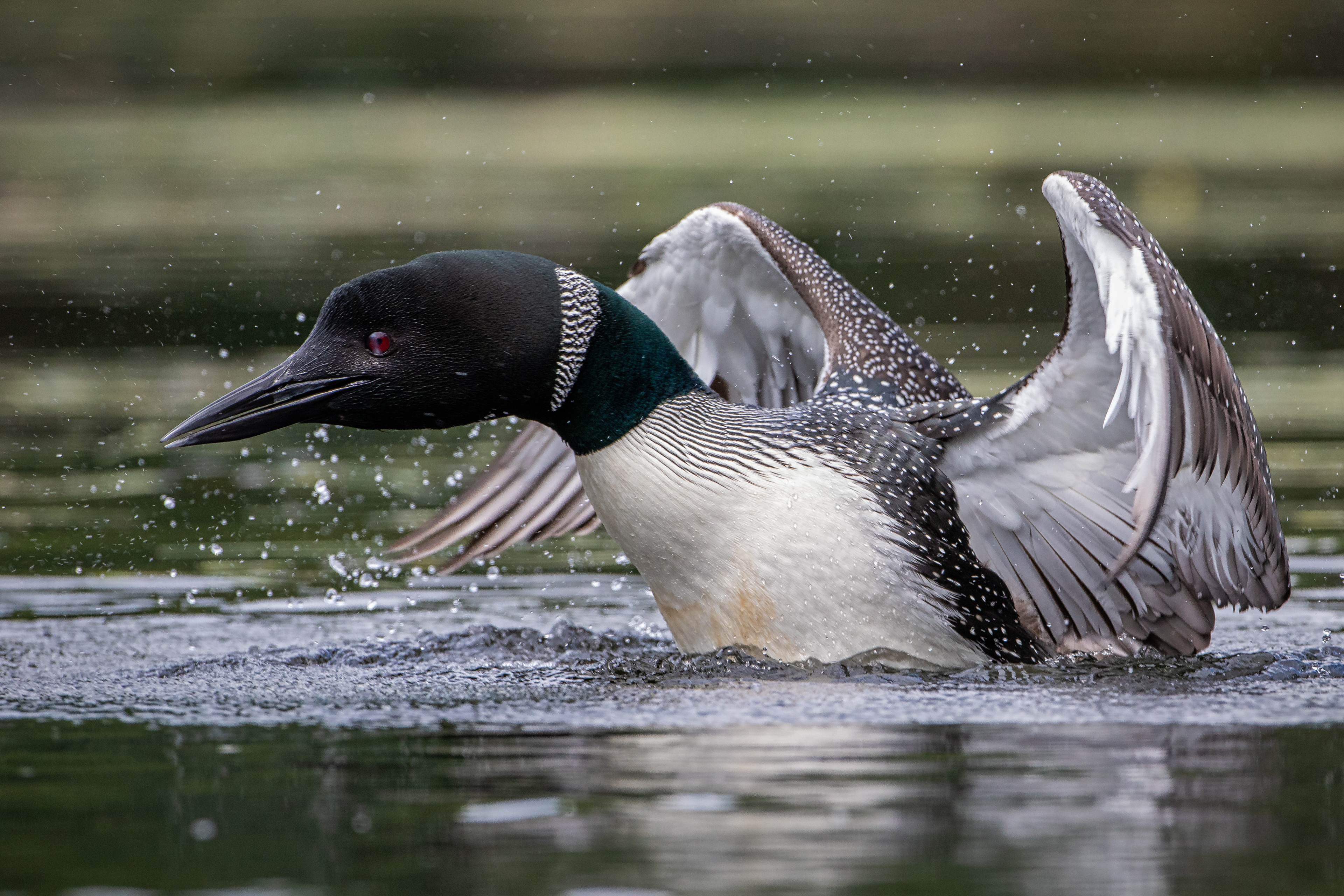Loon...New Hampshire