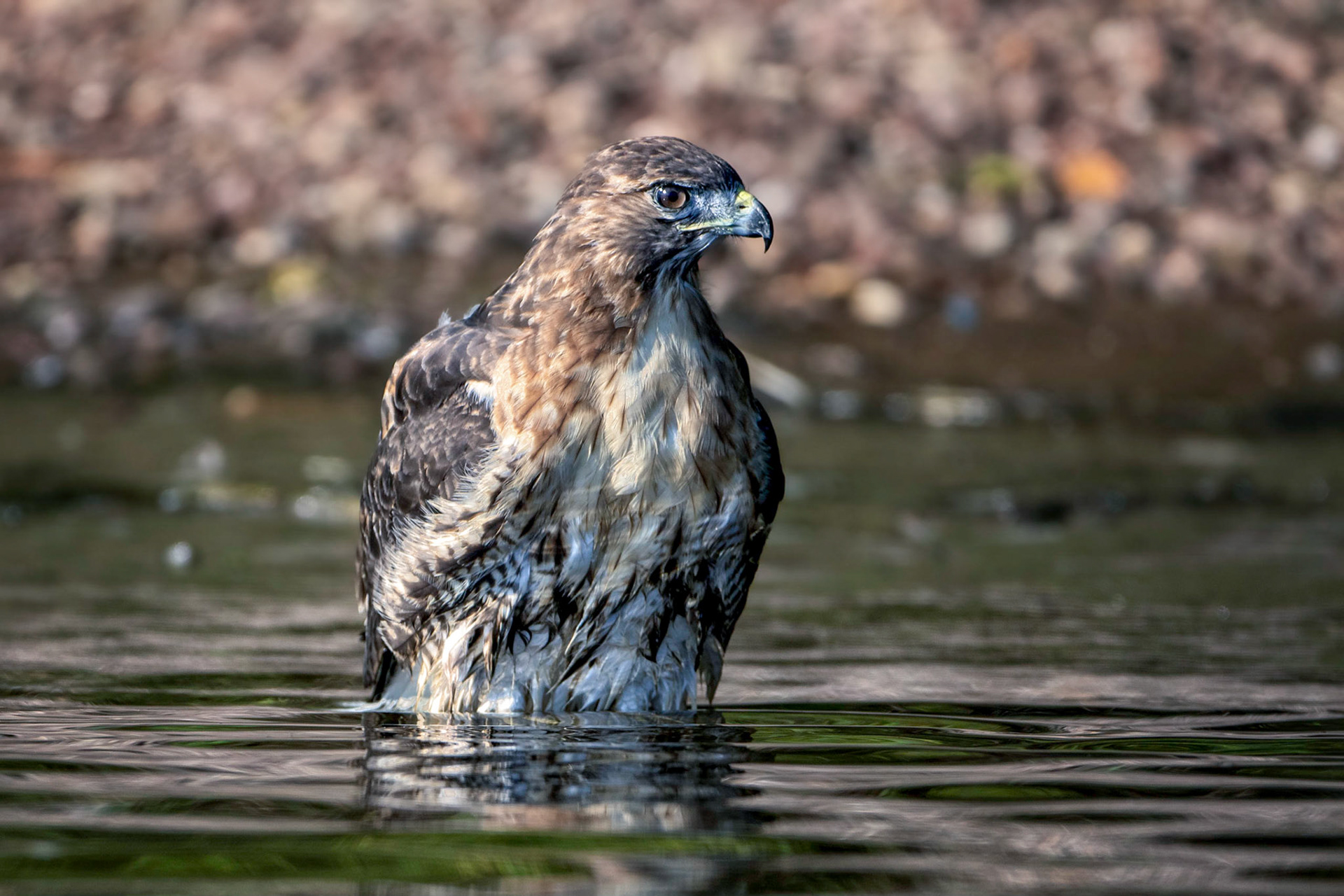 Red Tail Hawk